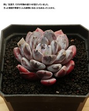 カット苗 玄涯子 【日本初上陸？！】 Echeveria 'Xuanyazi'