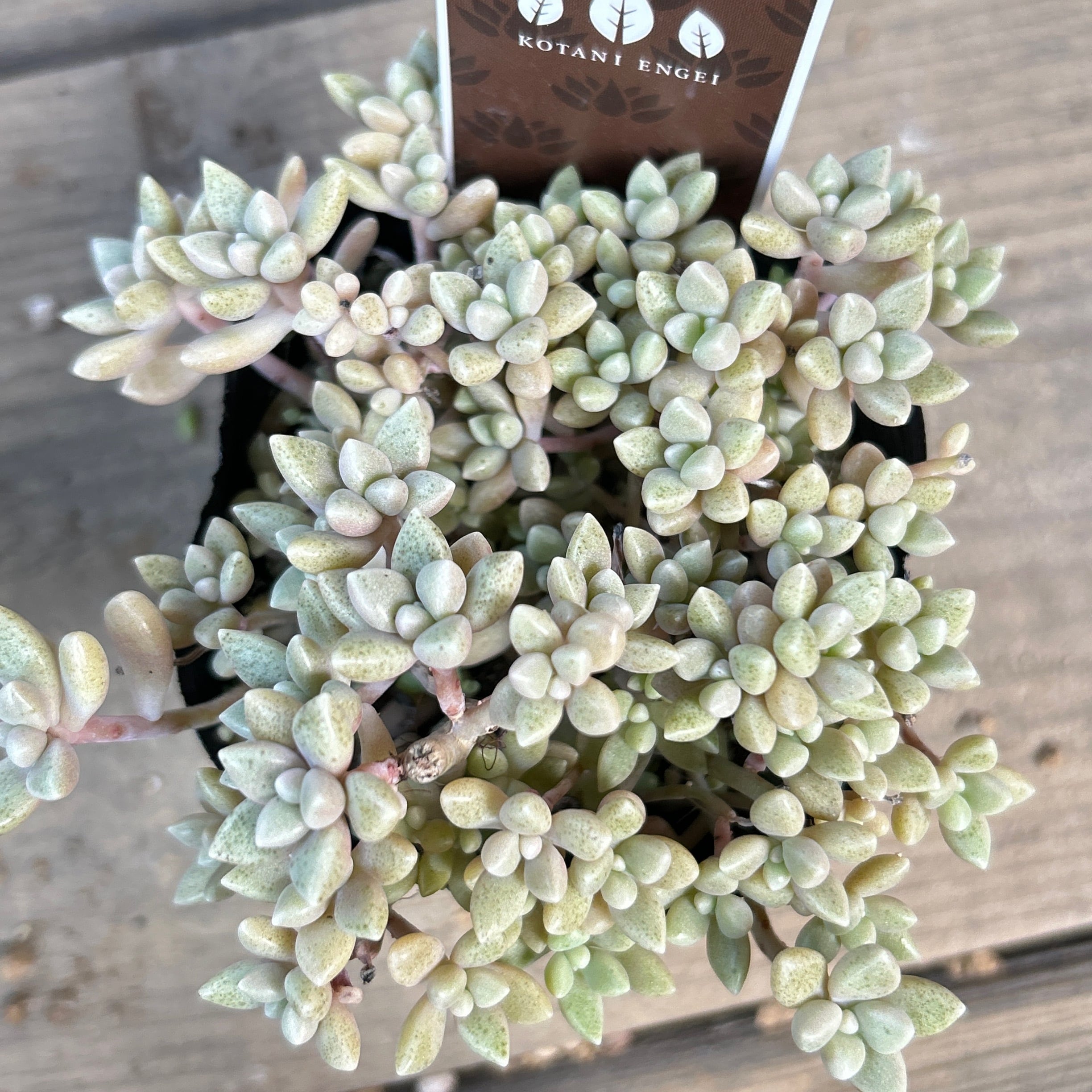 姫秋麗群生 | RuPo 多肉植物専門店