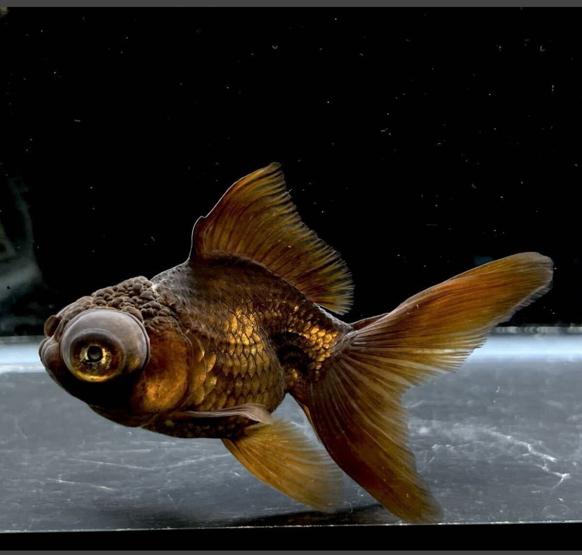 金魚 | アクアショップあんじゅ