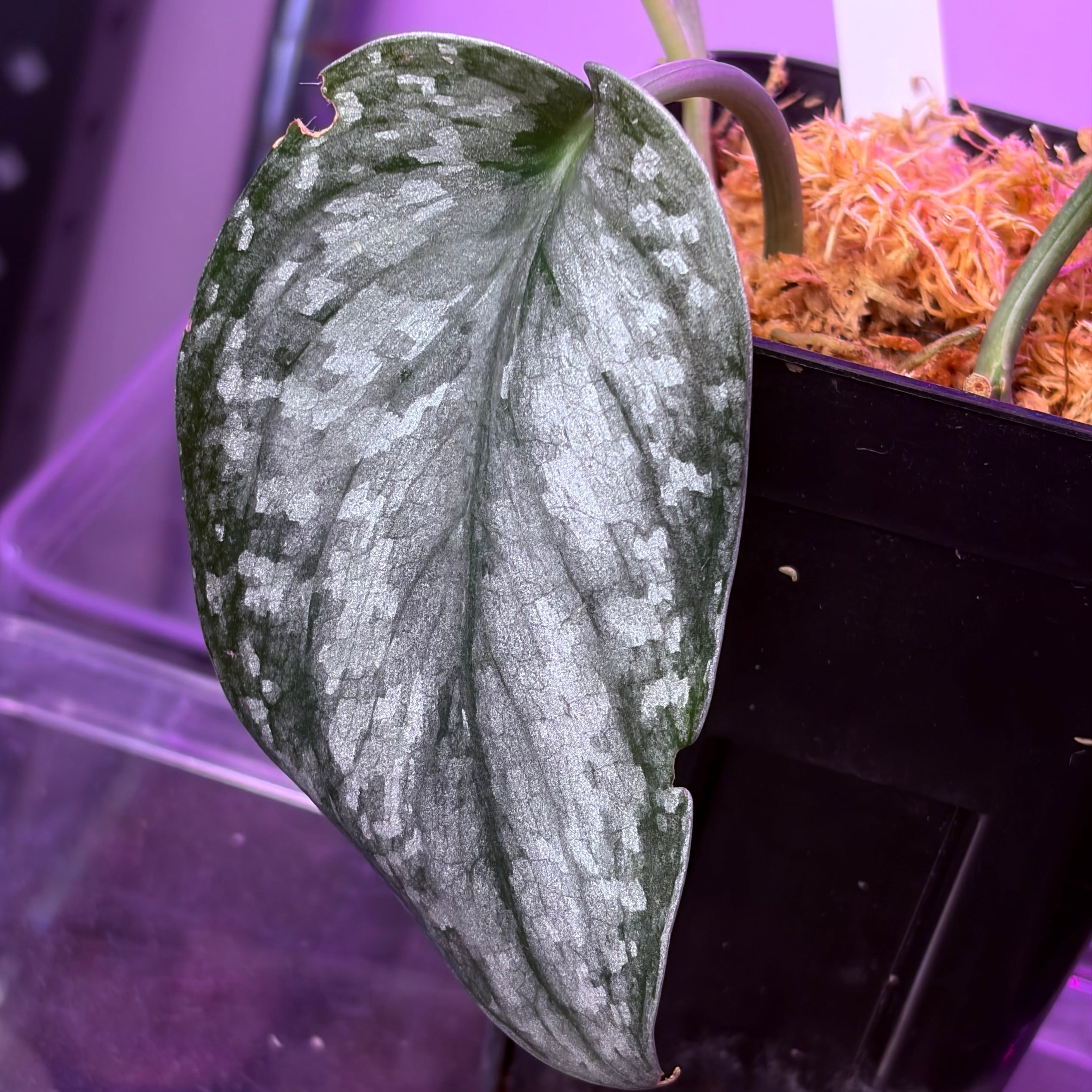 Scindapsus pictus '氷月' Kalimantan【ZOE1025-2b】スキンダプサス