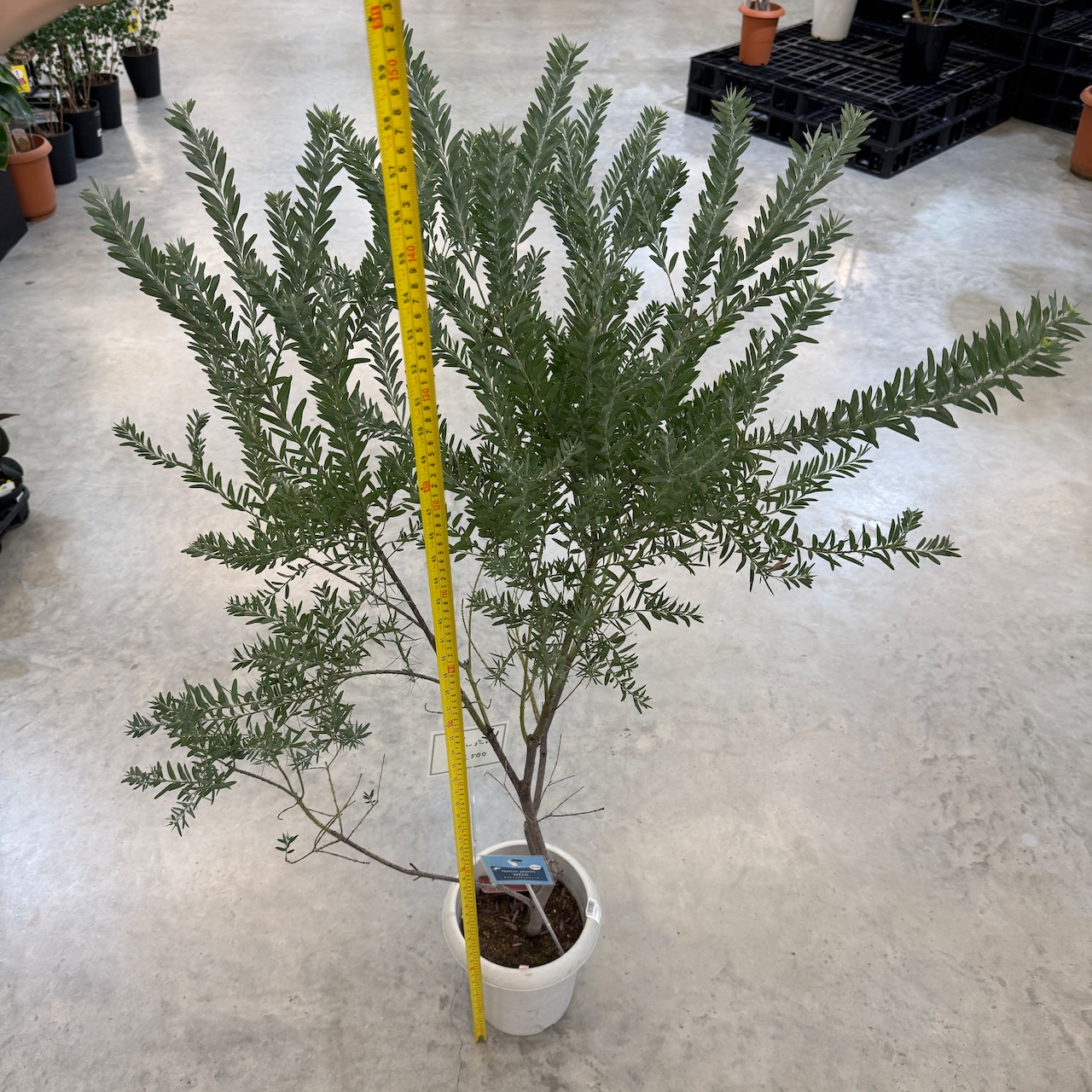 アカシア ブルーブッシュ【392】