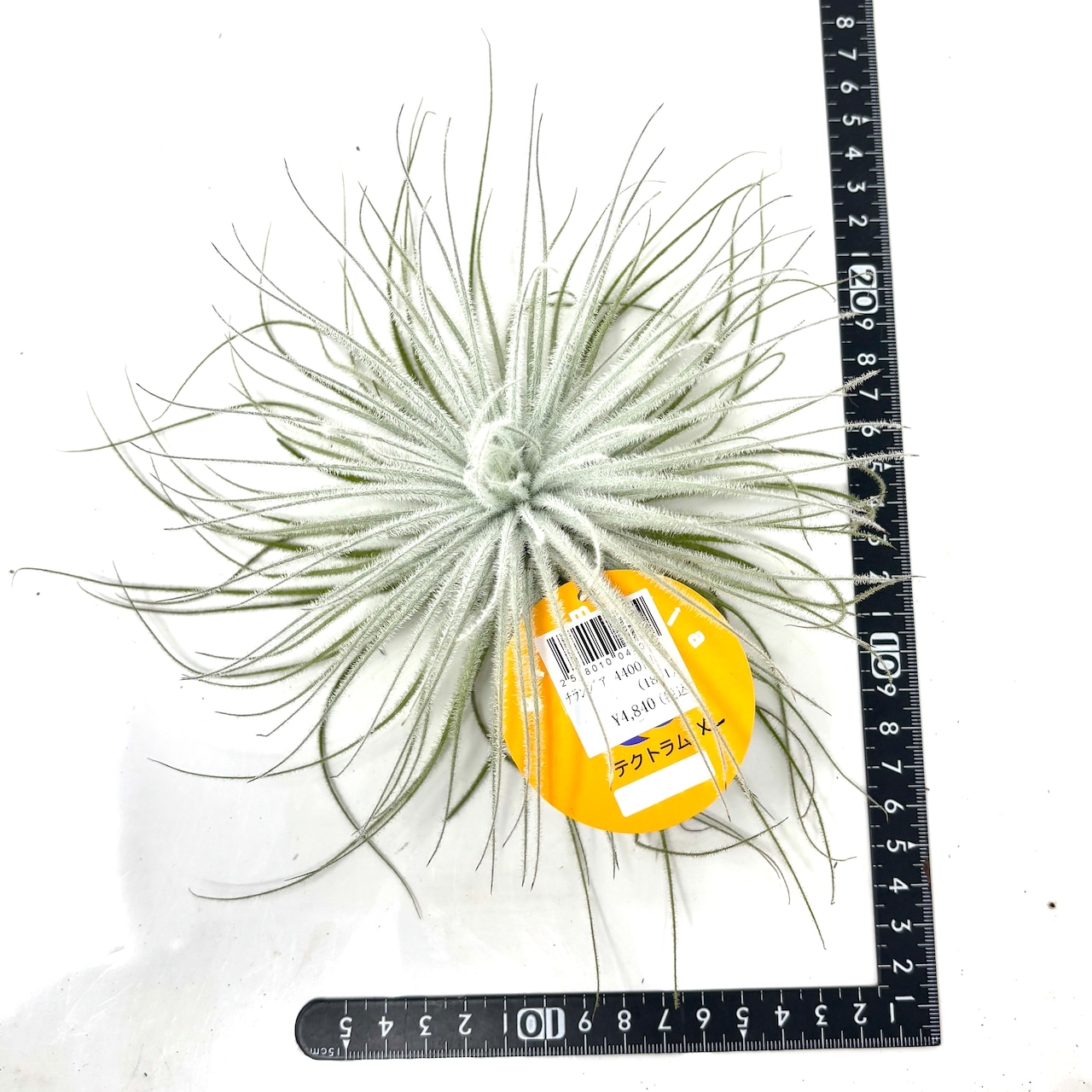 チランジア テクトラム【581】