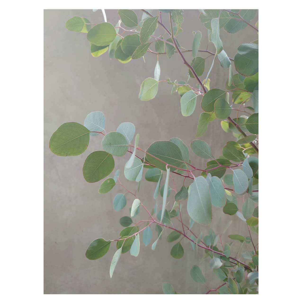 Eucalyptus polyanthemos | Seeding