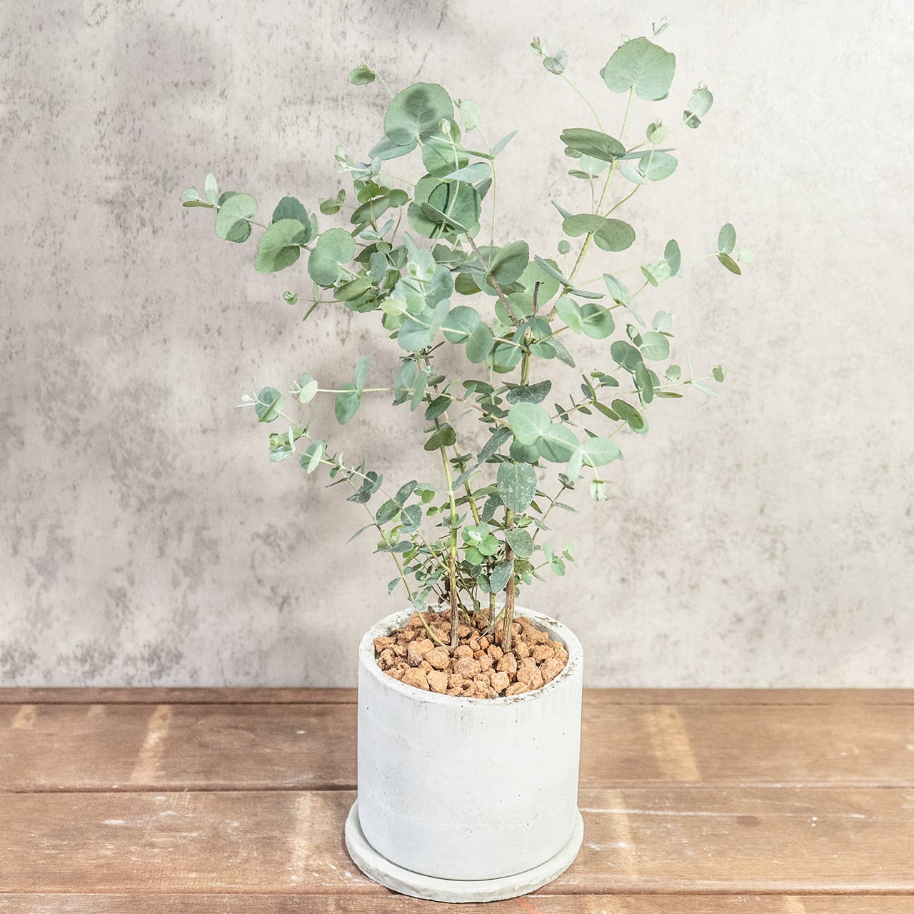 【一株ごとの厳選仕入れ】枝ぶりの美しさ、葉の密度の美しさ。空間を清涼感で満たすユーカリを現品販売でお届け。／手づくりモルタル鉢｜虫発生抑制｜送料全国一律850円