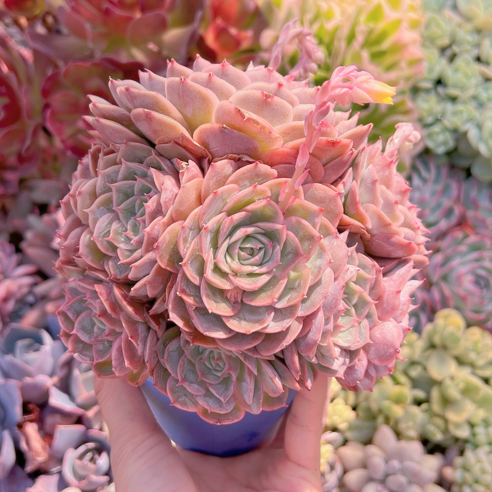 現品　オンスロー#531　特大群生　新入荷　るる農園