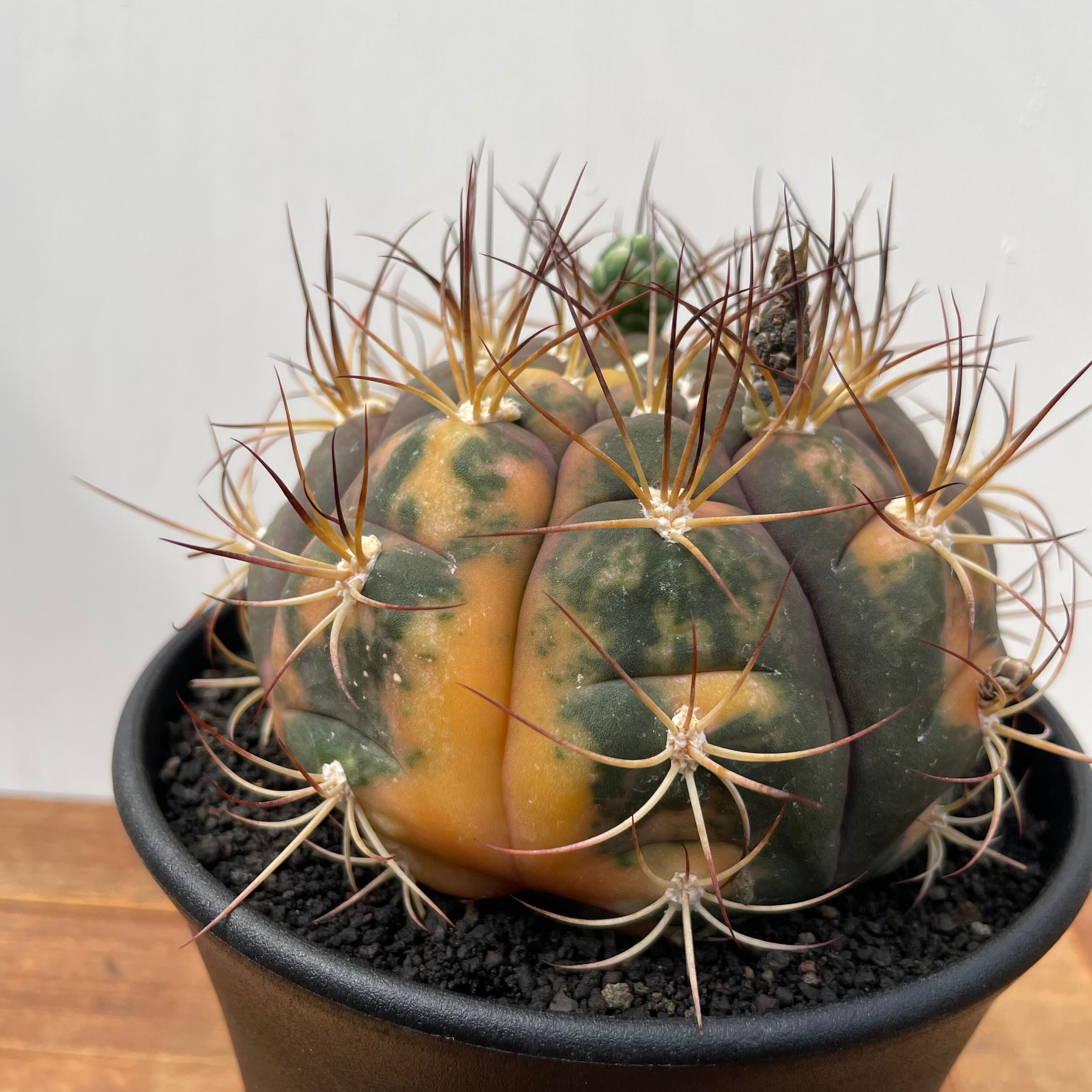Gymnocalycium pflanzii v. albipulpa【ギムノカリキウム・尾形丸錦