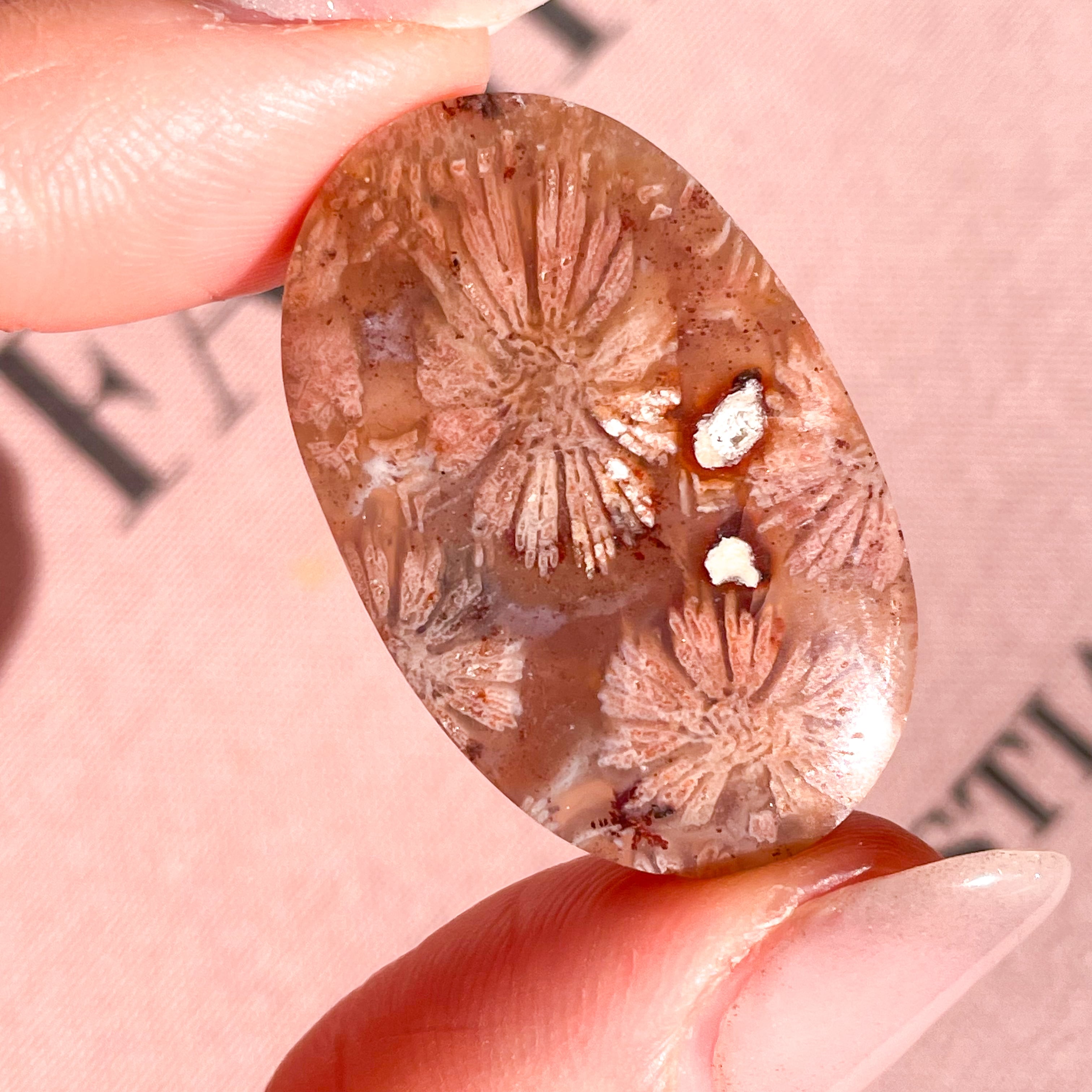 あ〜きゃん♬様　レアカラー　高品質　フォッシルコーラル　珊瑚　スフィア Fossile Coral Oval 2✧ フォッシルコーラル (化石珊瑚) | FLUXY