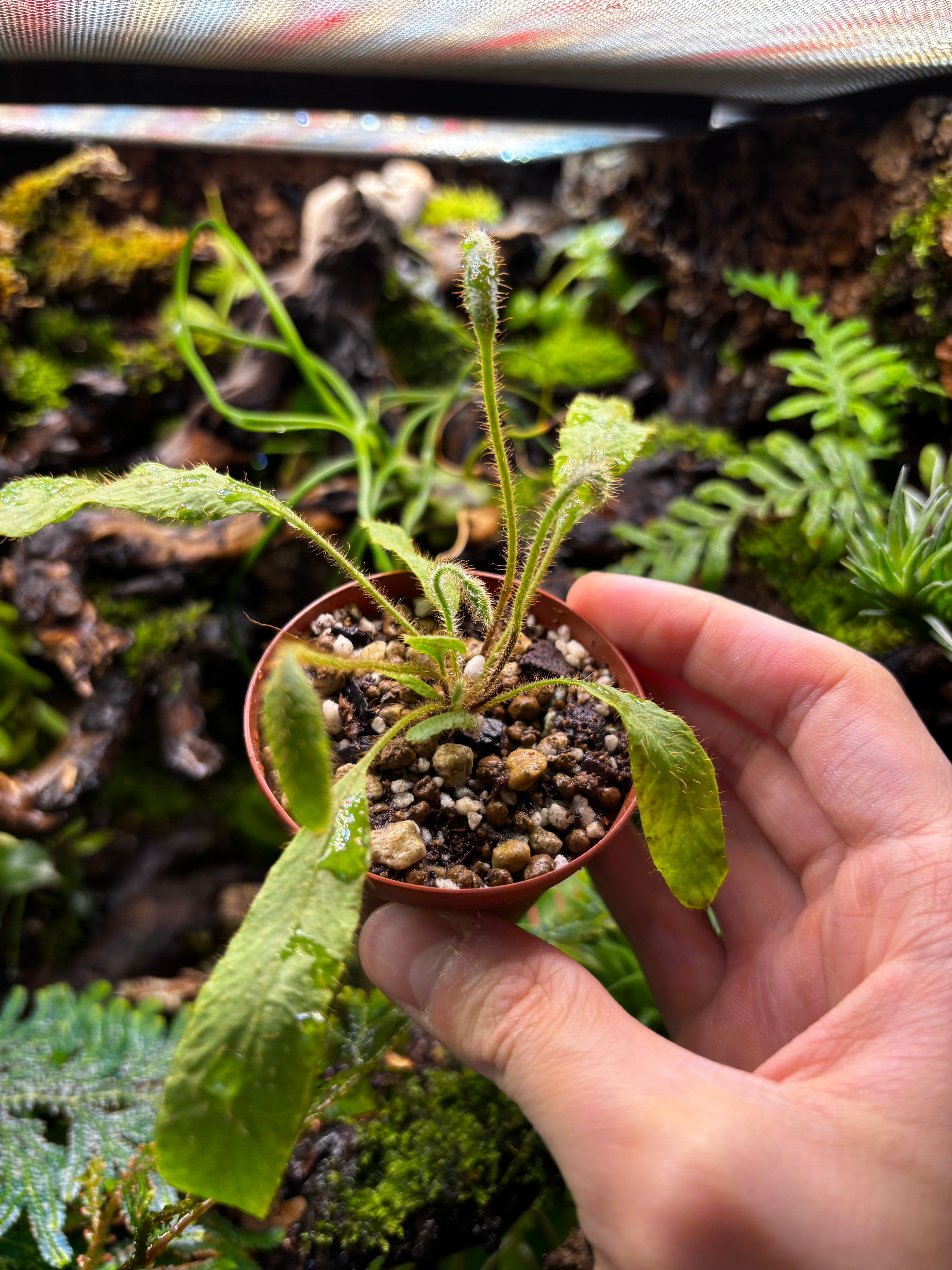 SCALE_VIVARIUM | 蝉ノナキガラ