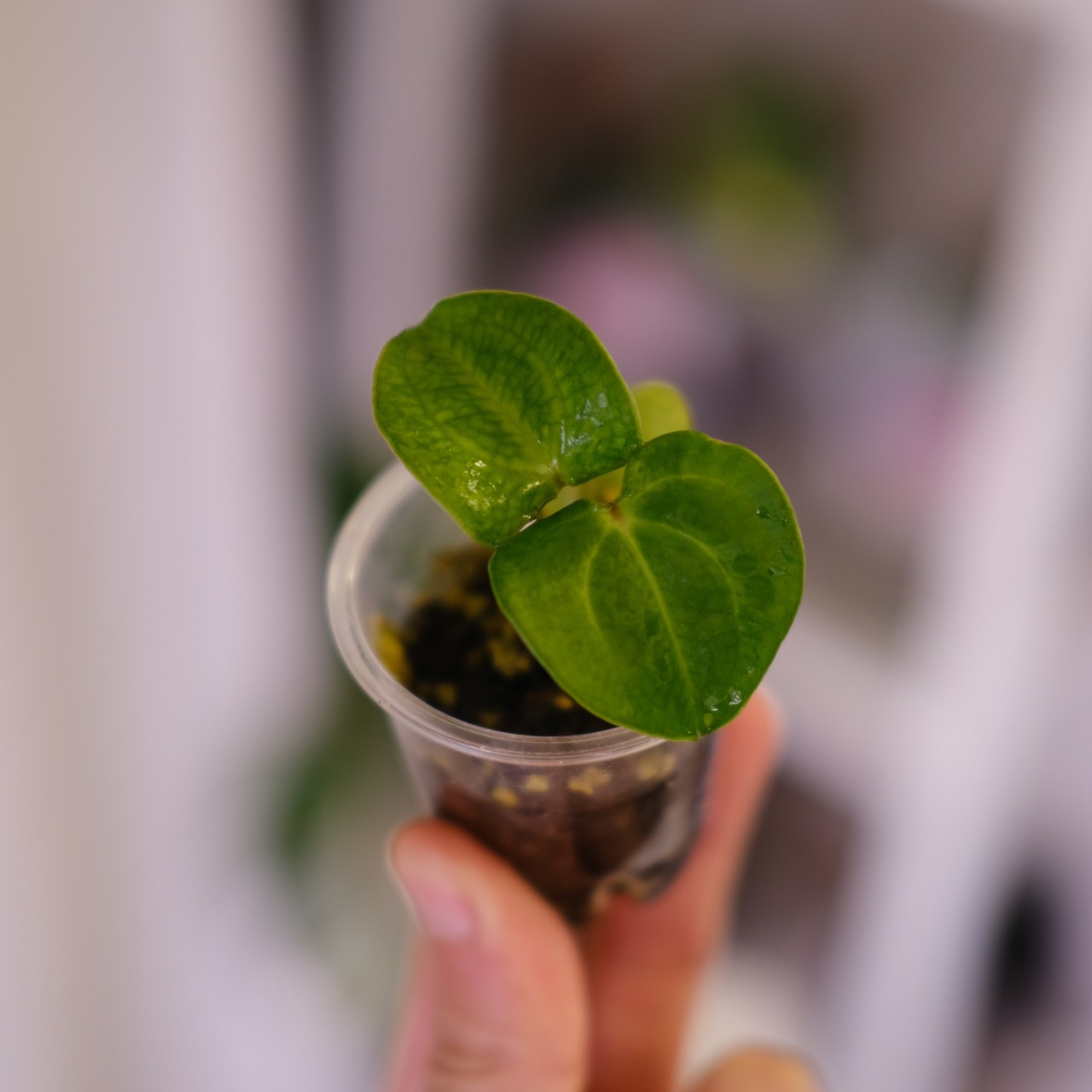 Anthurium Carlablackiae "RA5 x RA10"│アンスリウム カーラブラッキー③│観葉植物