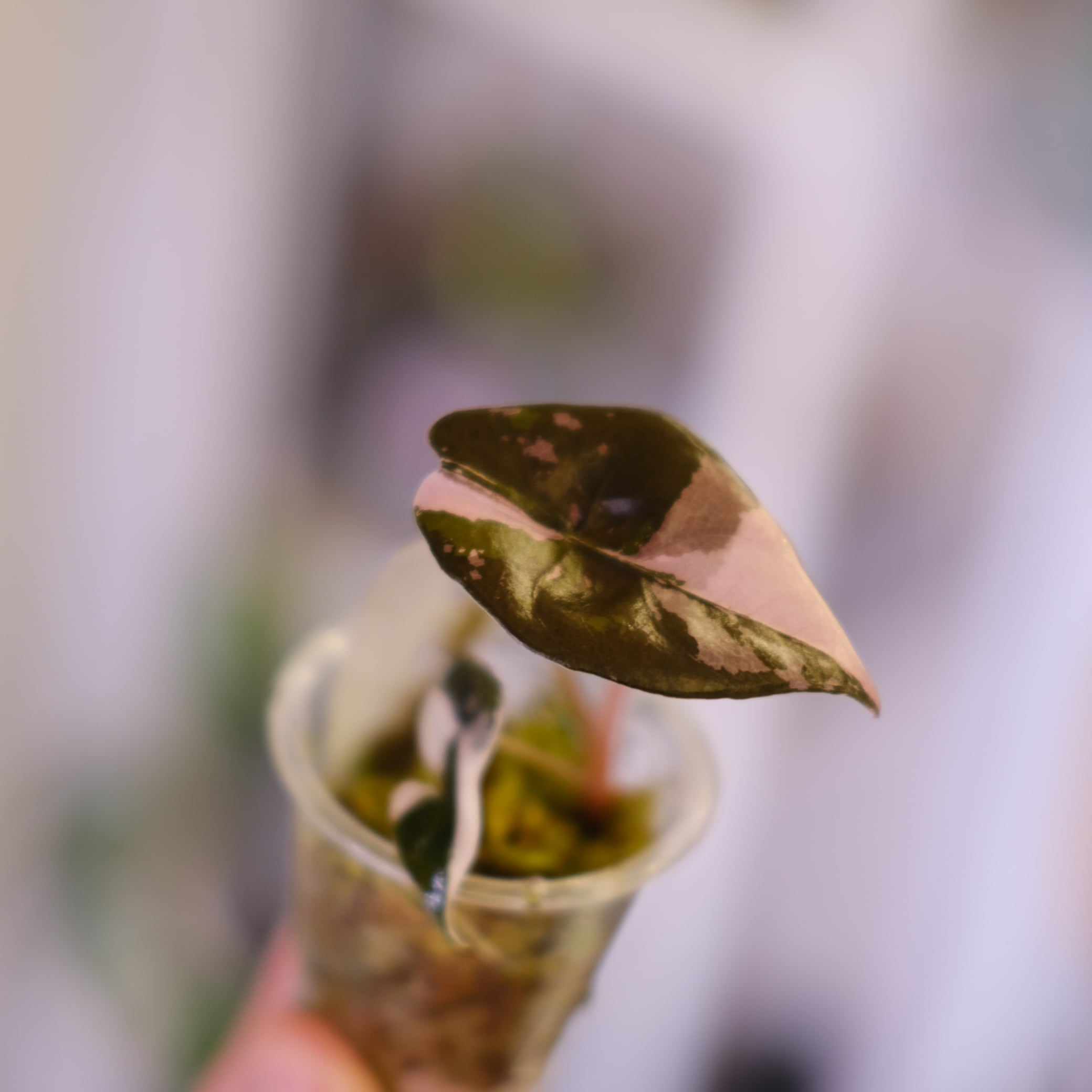 Alocasia chantrieri pink│アロカシア シャントリエリ ピンク⑧│観葉