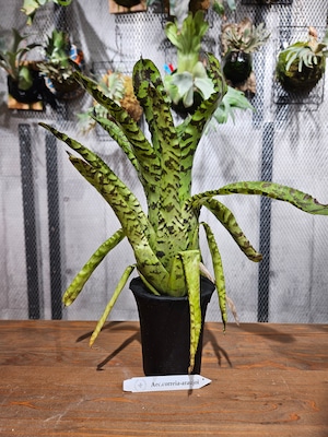 Aechmea Correia araujoi 【artPLANTs】エクメア/タンクブロメリア
