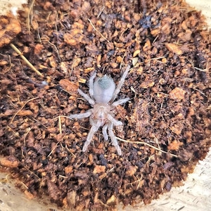 テキサスタランチュラ　Aphonopelma anax　LS:1.5cm