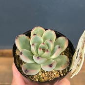 farmPALKさん苗 エケベリア 露蛍【980】