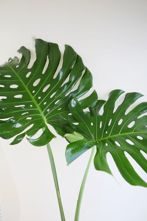 【渋谷区周辺エリア配送無料】【L/173cm】モンステラ アダンソニー※陶器鉢カバー別売