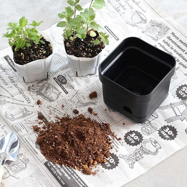 珍種☆レインボーユーカリ2.6M(鉢底から) Bottom Watering Pot Small