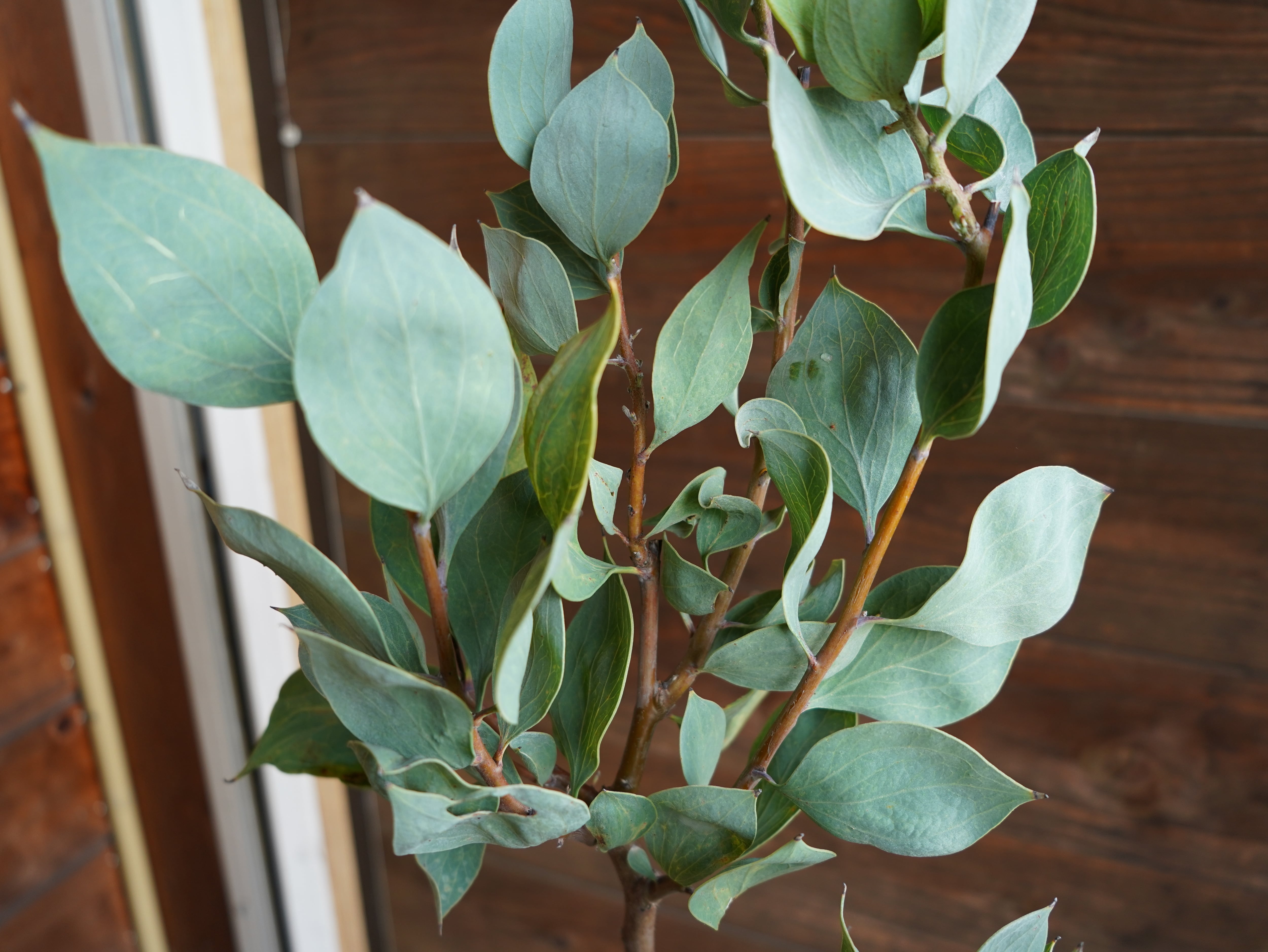 【現物】ハケア　”ペティオラリス”　B