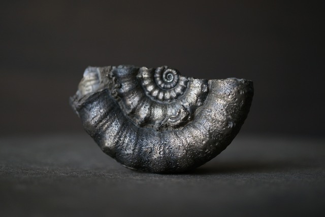 イギリス産黄鉄鉱化アンモナイト  Pyritized Ammonite 1898