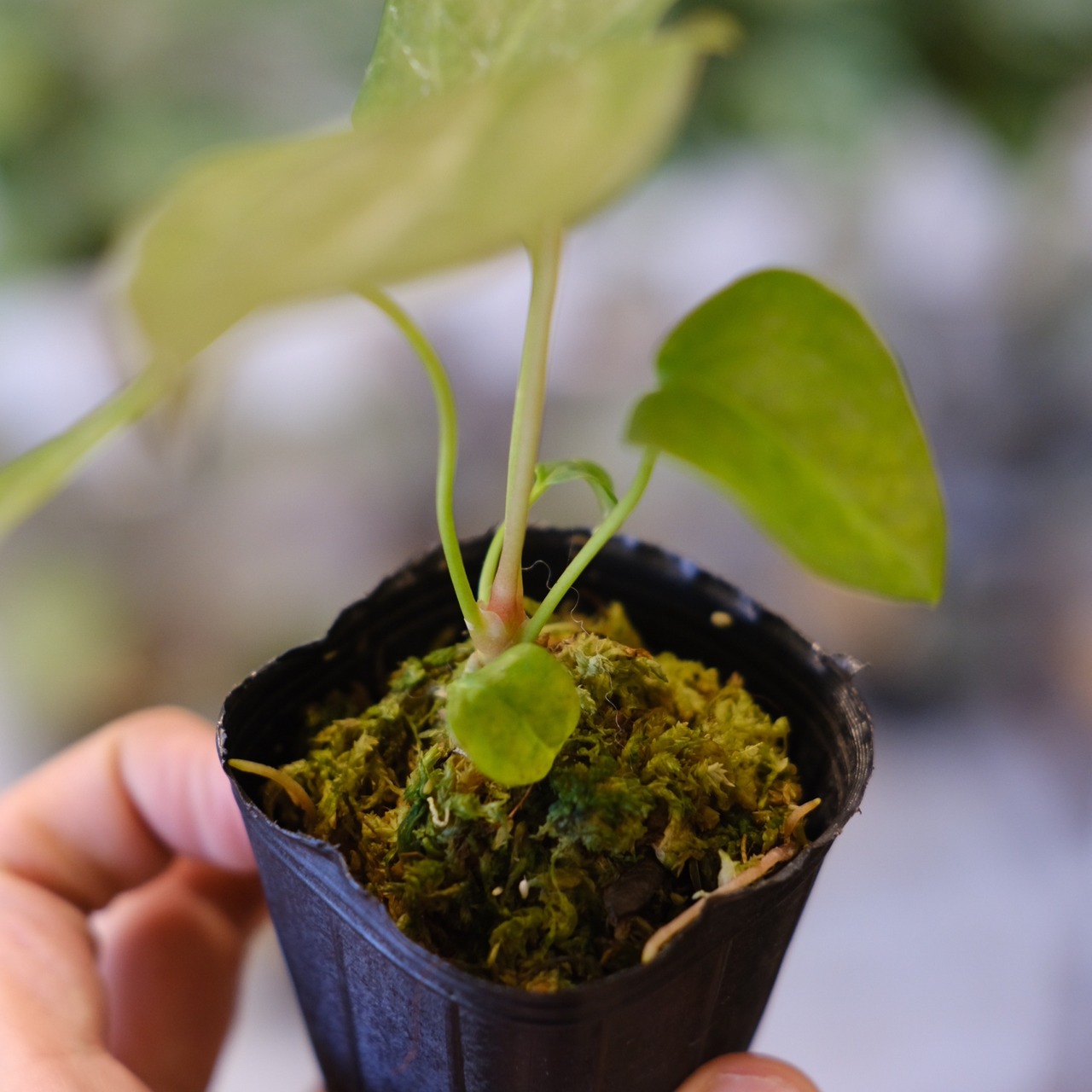 【希少】Anthurium Queen of Heart / アンスリウム クイーン オブ ハート④ / 観葉植物<育て方・花言葉>