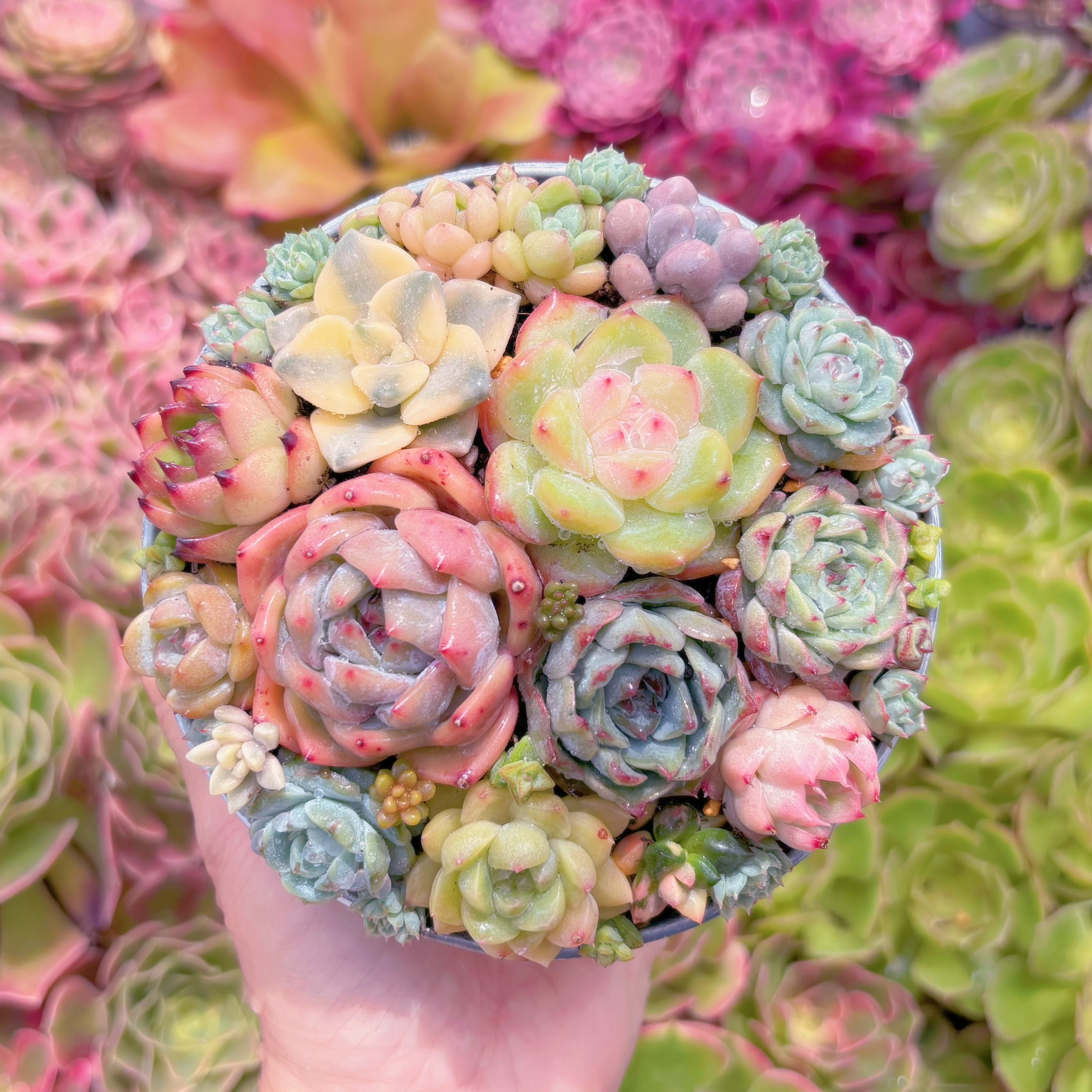 現品　寄せ植えセット#K432　るる農園