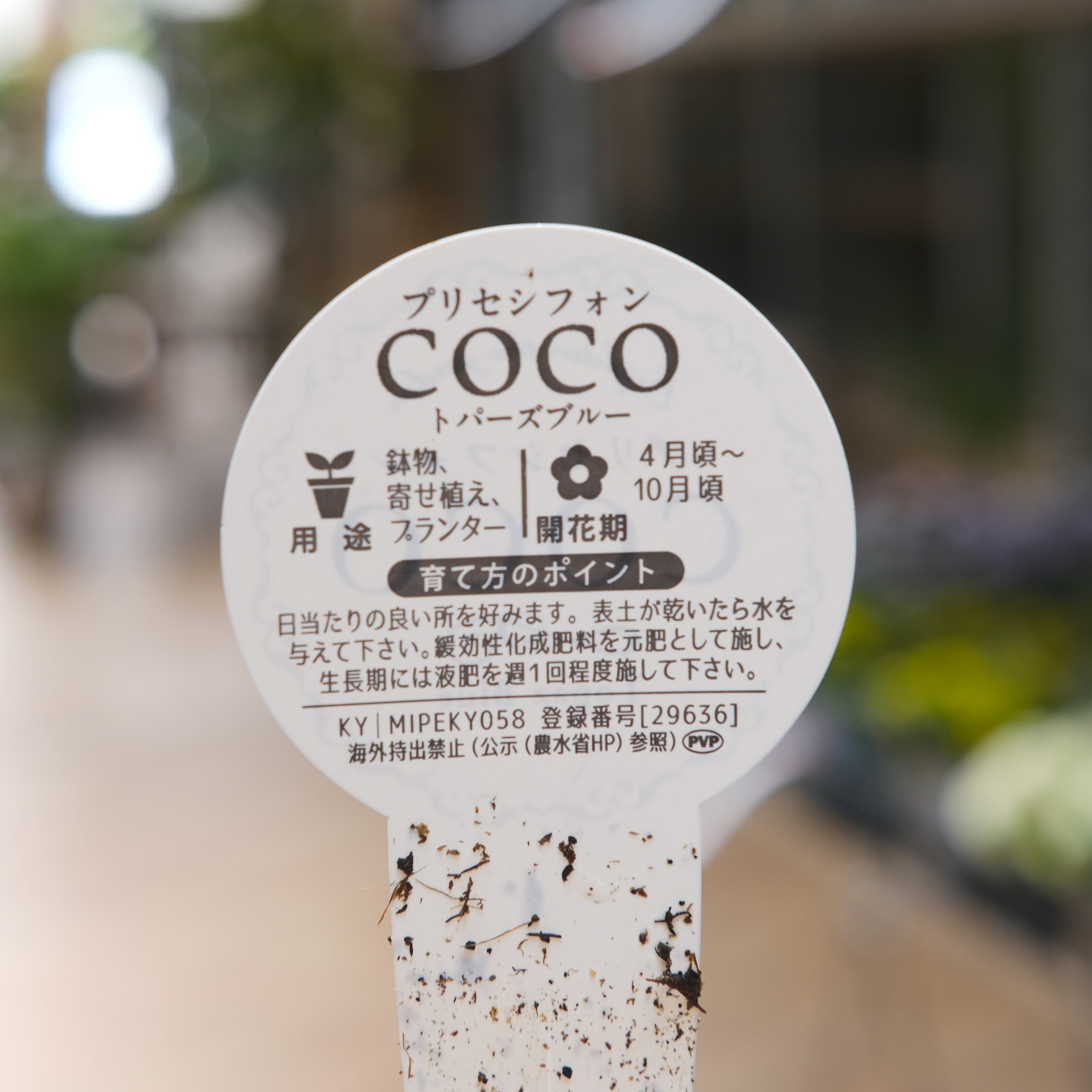 ペチュニア プリセシフォン COCO《 トパーズブルー 》3.5号 | グリーン