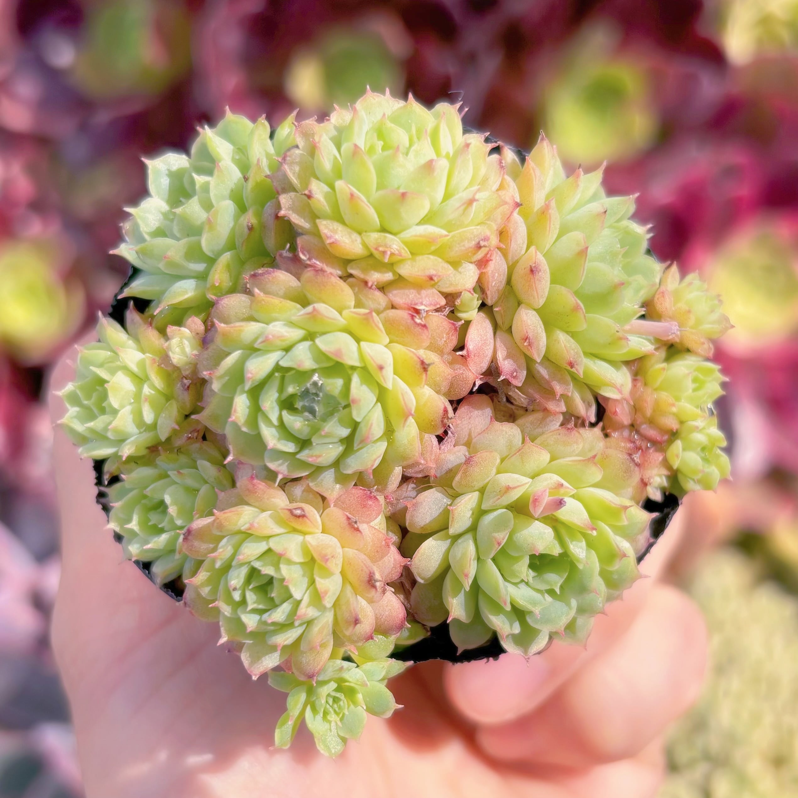 A24現品　リトルレッドボート#E10　群生　るる農園