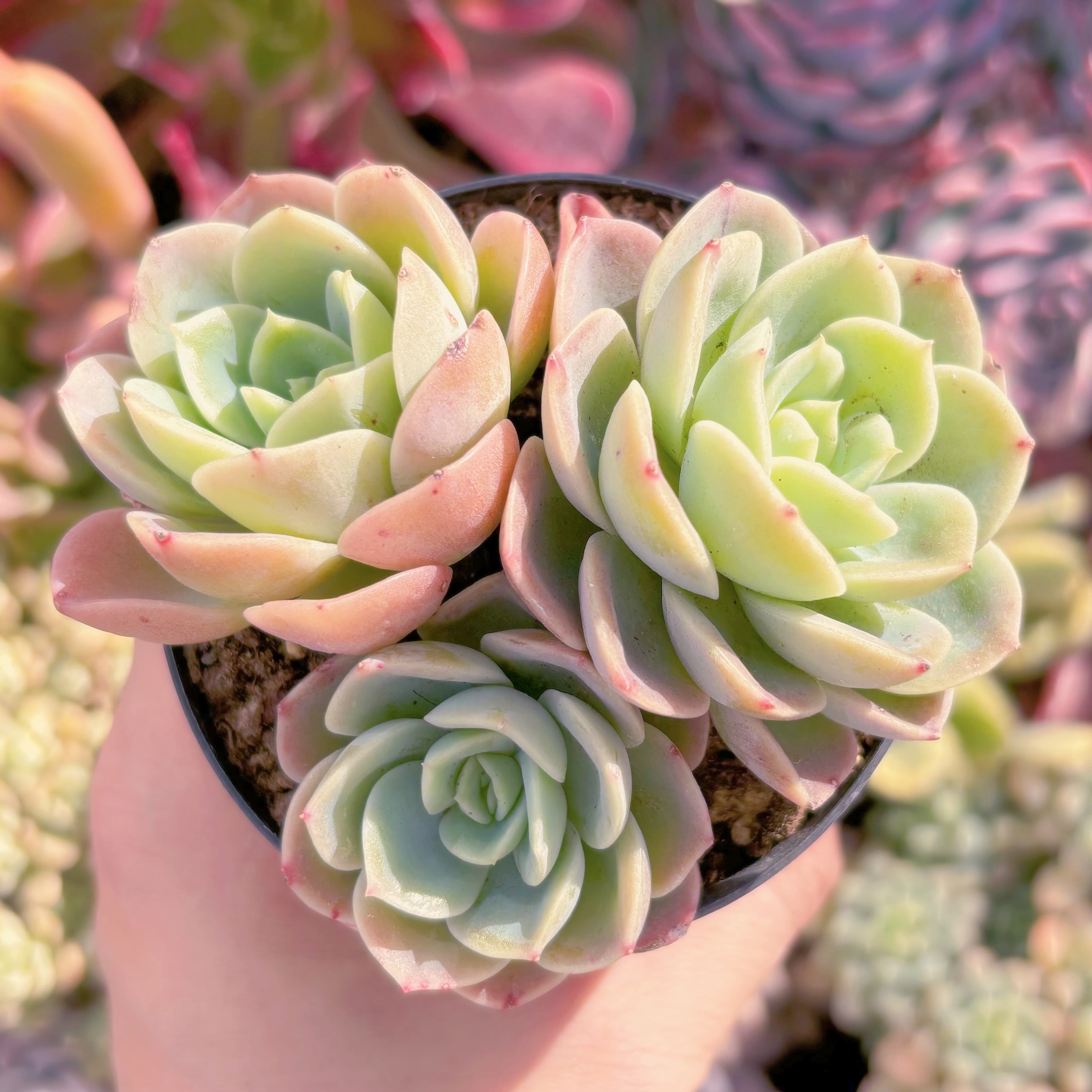 多肉植物　メロン　3頭　新入荷　るる農園