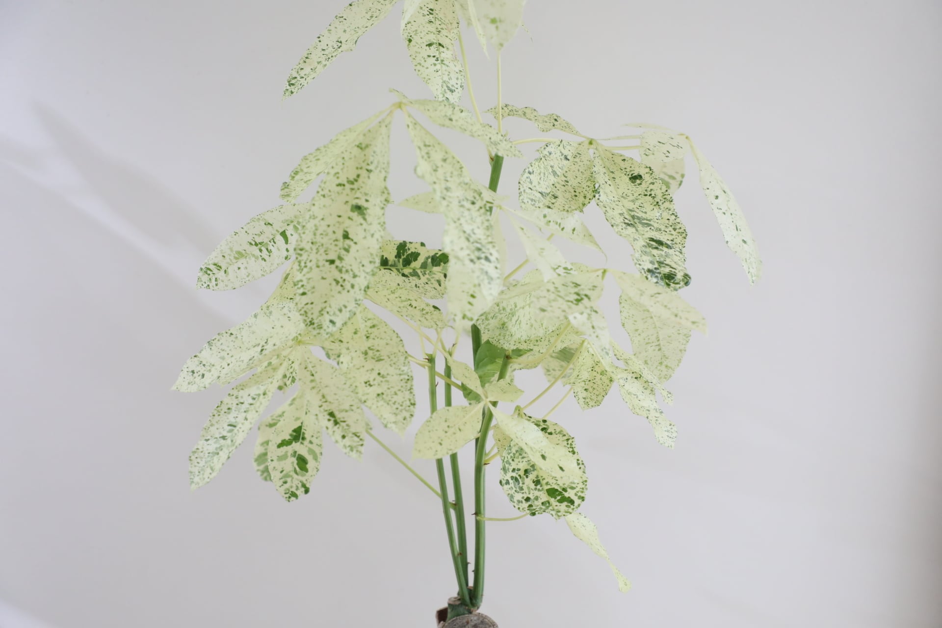 L/135cm】パキラ ミルキーウェイ/Pachira | 【厳選植物・器】MIDORI