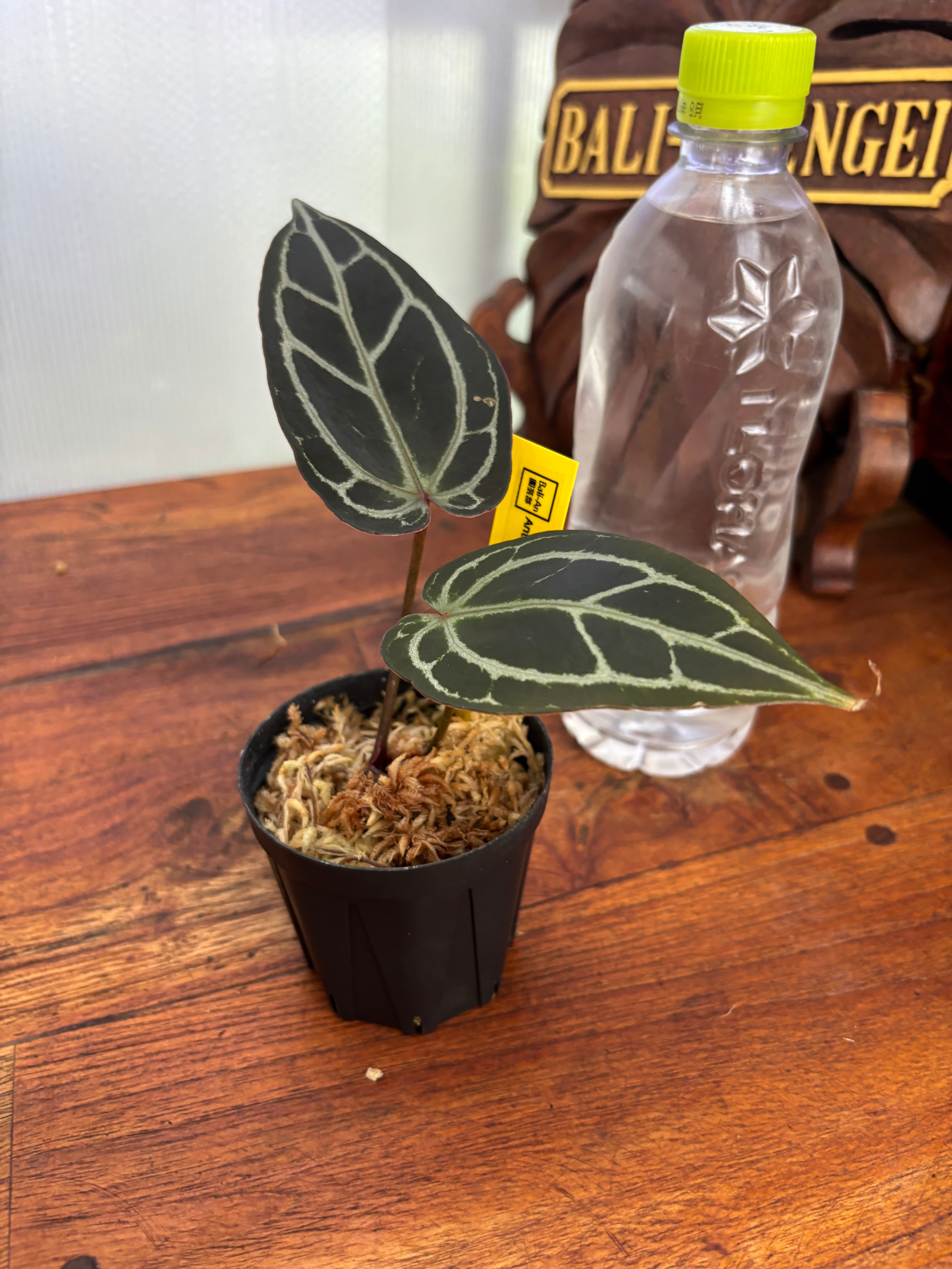 Anthurium | BALI-AN 園芸