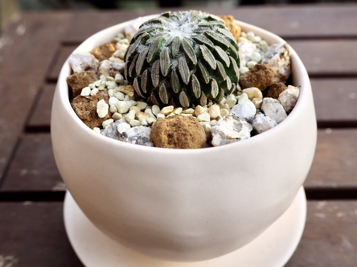 ペレキフォラ【精巧丸】綴化 小疣タイプ サボテン サボテン