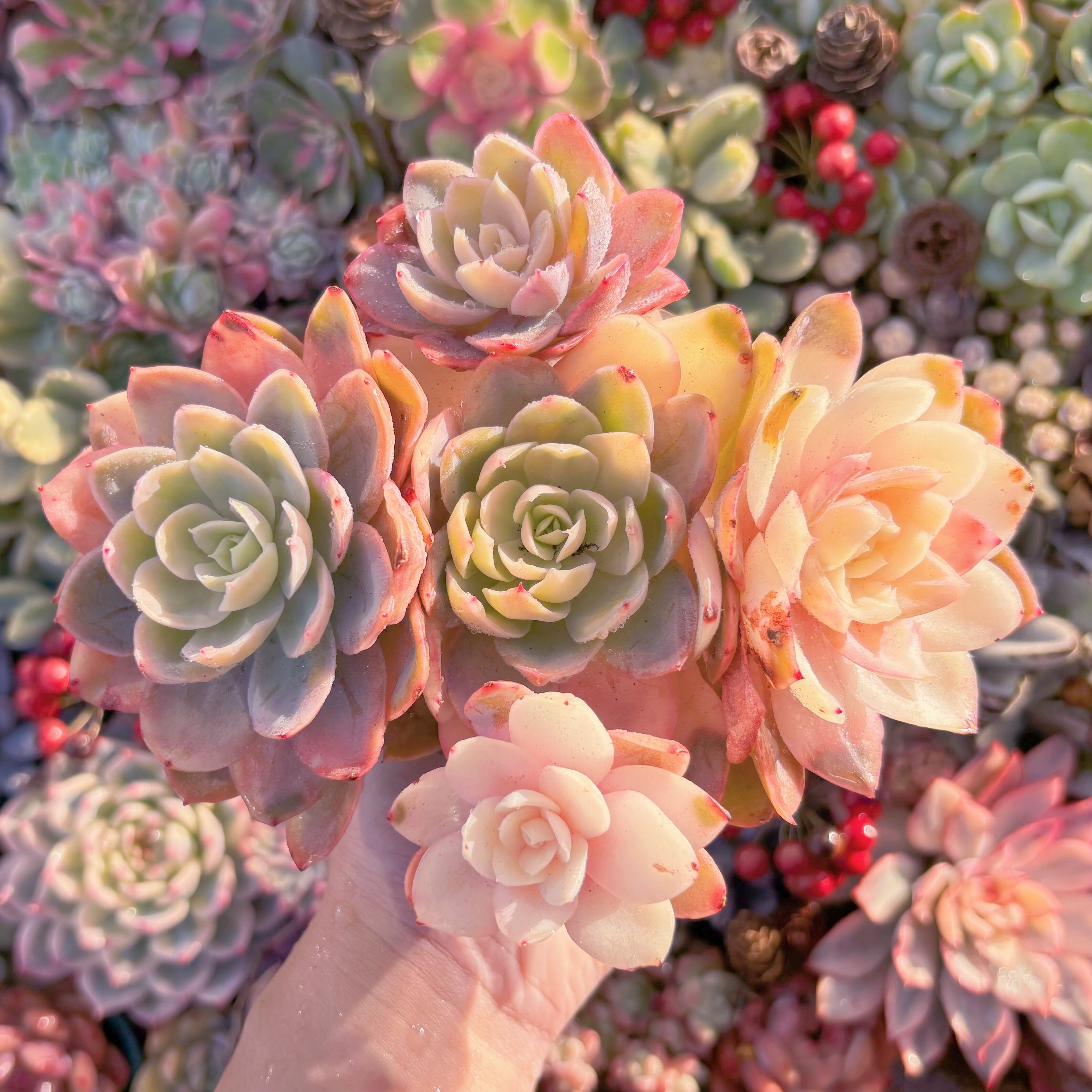 現品　シルクベール錦#A89　大群生　るる農園