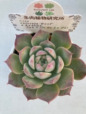 【現物商品】ルーフ x ラパス