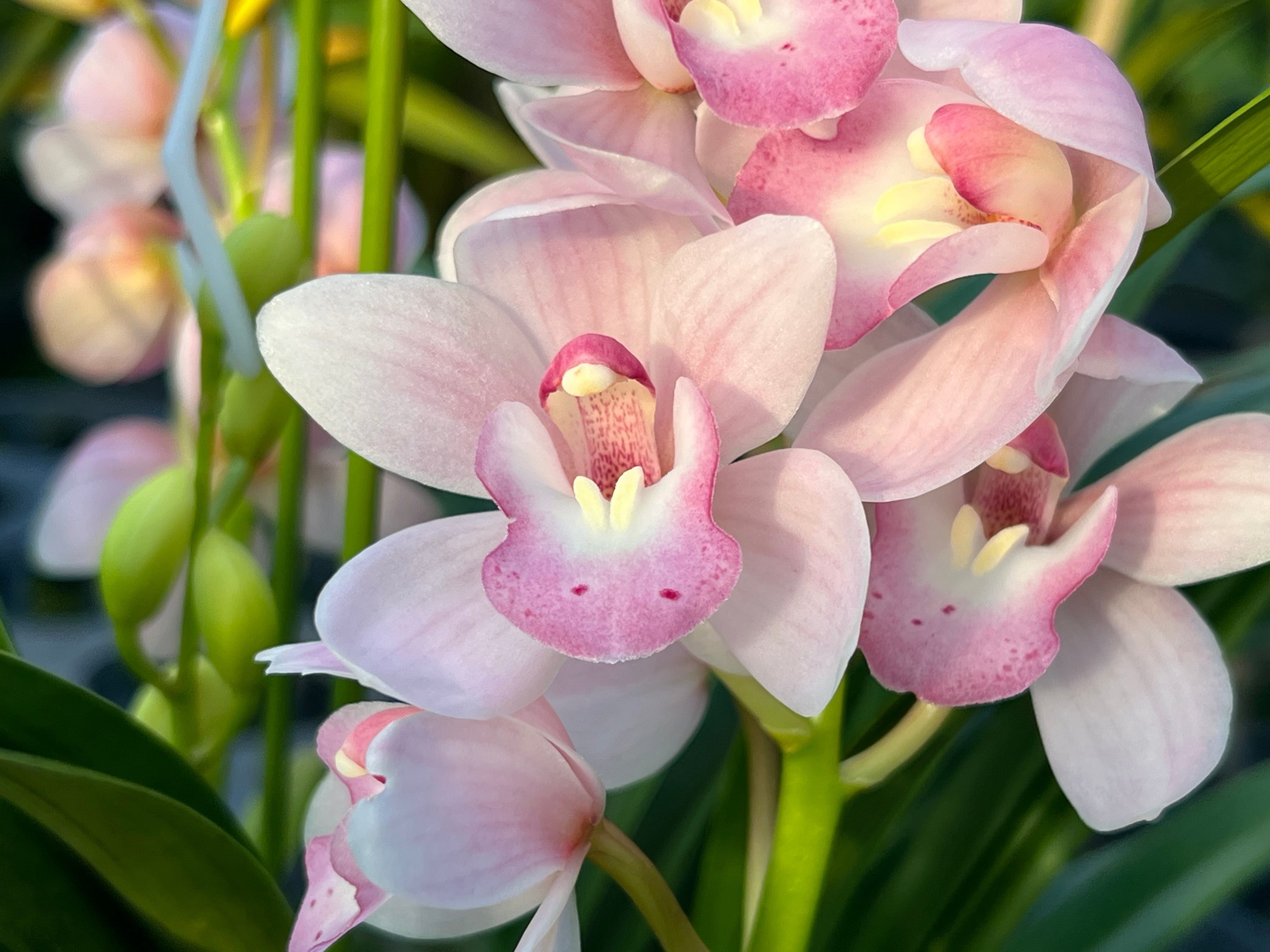 ☆シンビジューム☆エンゼルナースユキ'フユノソナタ'☆アーチ型☆陶器