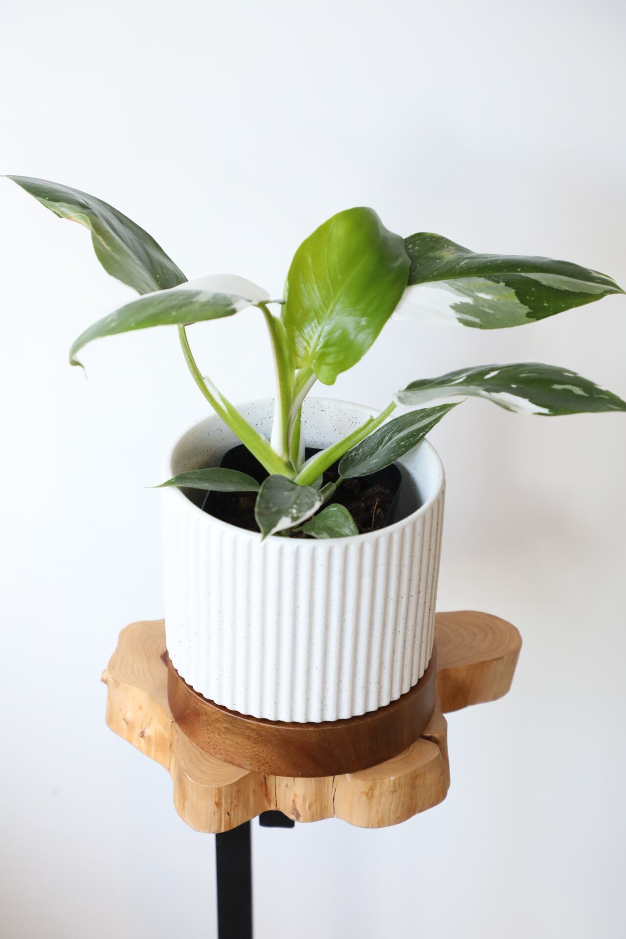 S】フィロデンドロン ホワイトウィザード/Philodendron ※陶器鉢付き