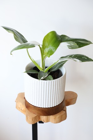 【S】フィロデンドロン ホワイトウィザード/Philodendron  ※陶器鉢付き