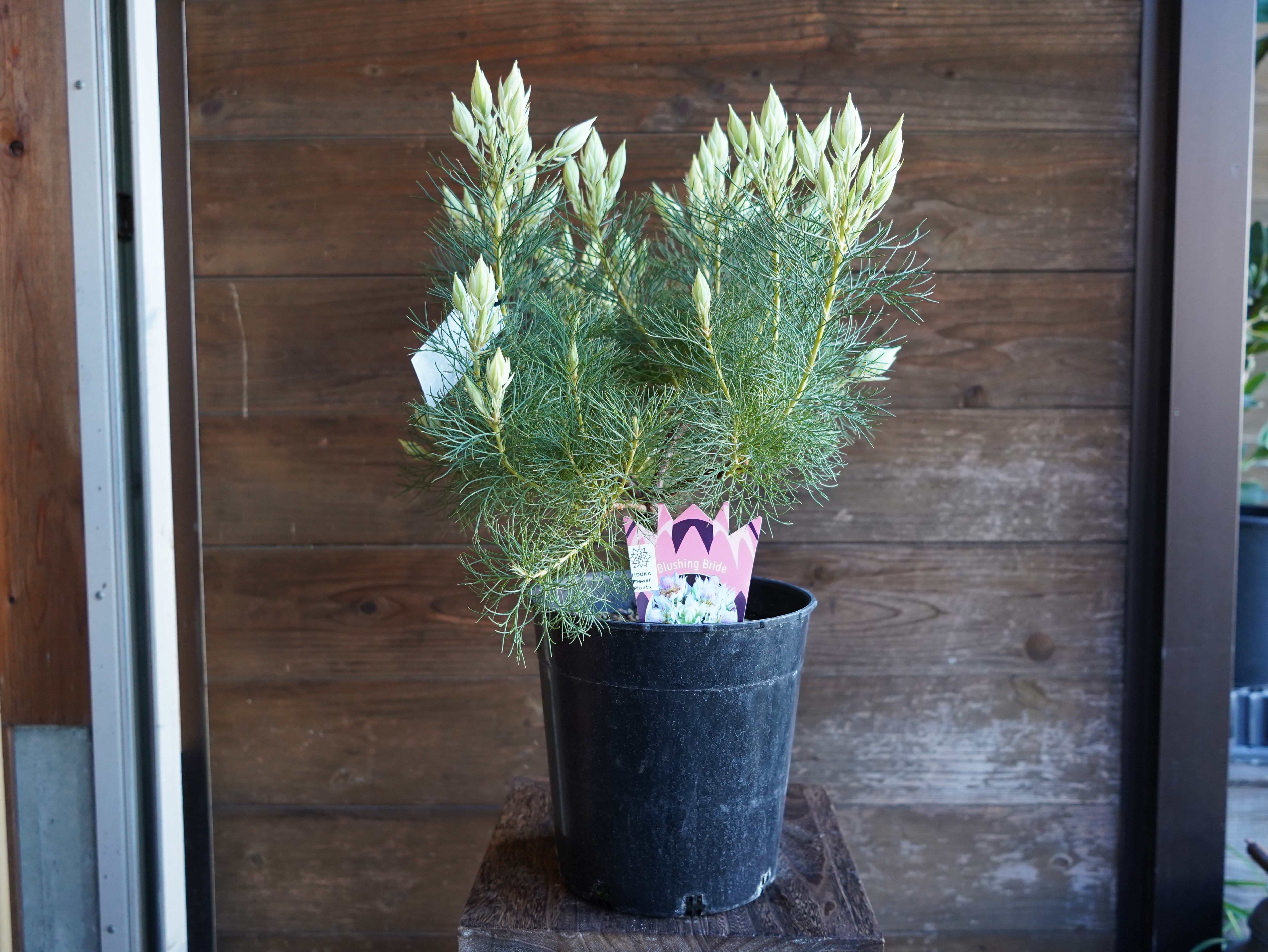 【現物】セルリア　”ブラッシングブライト”