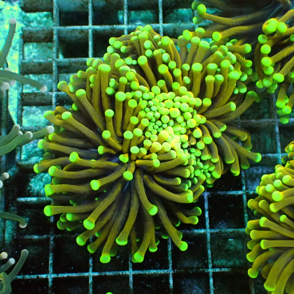 ハナサンゴ / Torch | HOUSE REEF(ハウスリーフ)サンゴ・海水魚・海藻