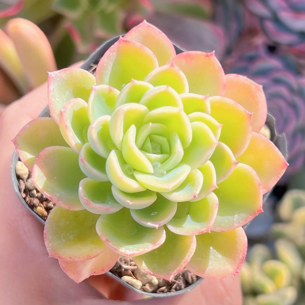 現品　メロン#629　るる農園