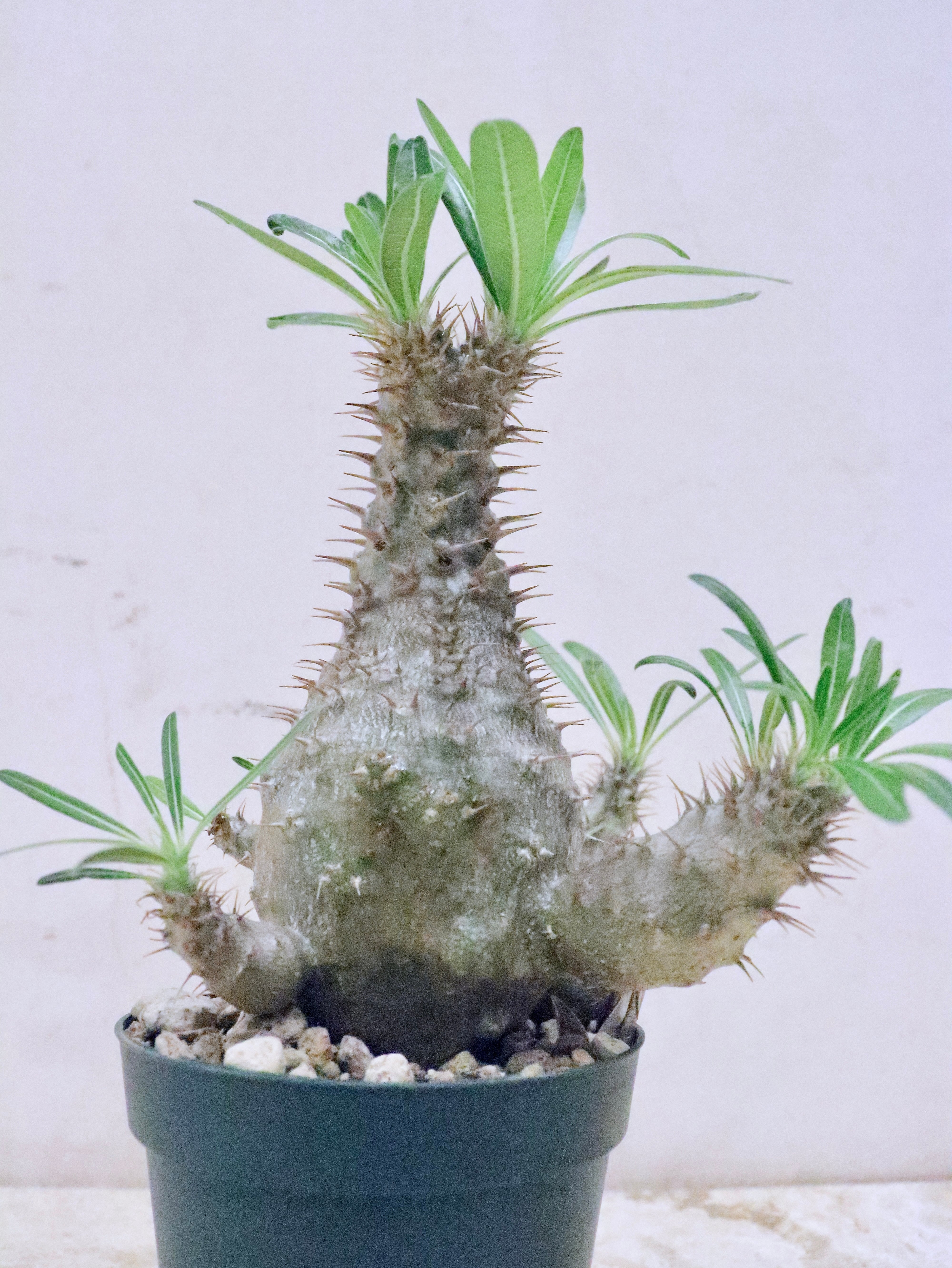 パキポディウムSP -①｜観葉植物 | GREENS FOR GOOD公式オンライン