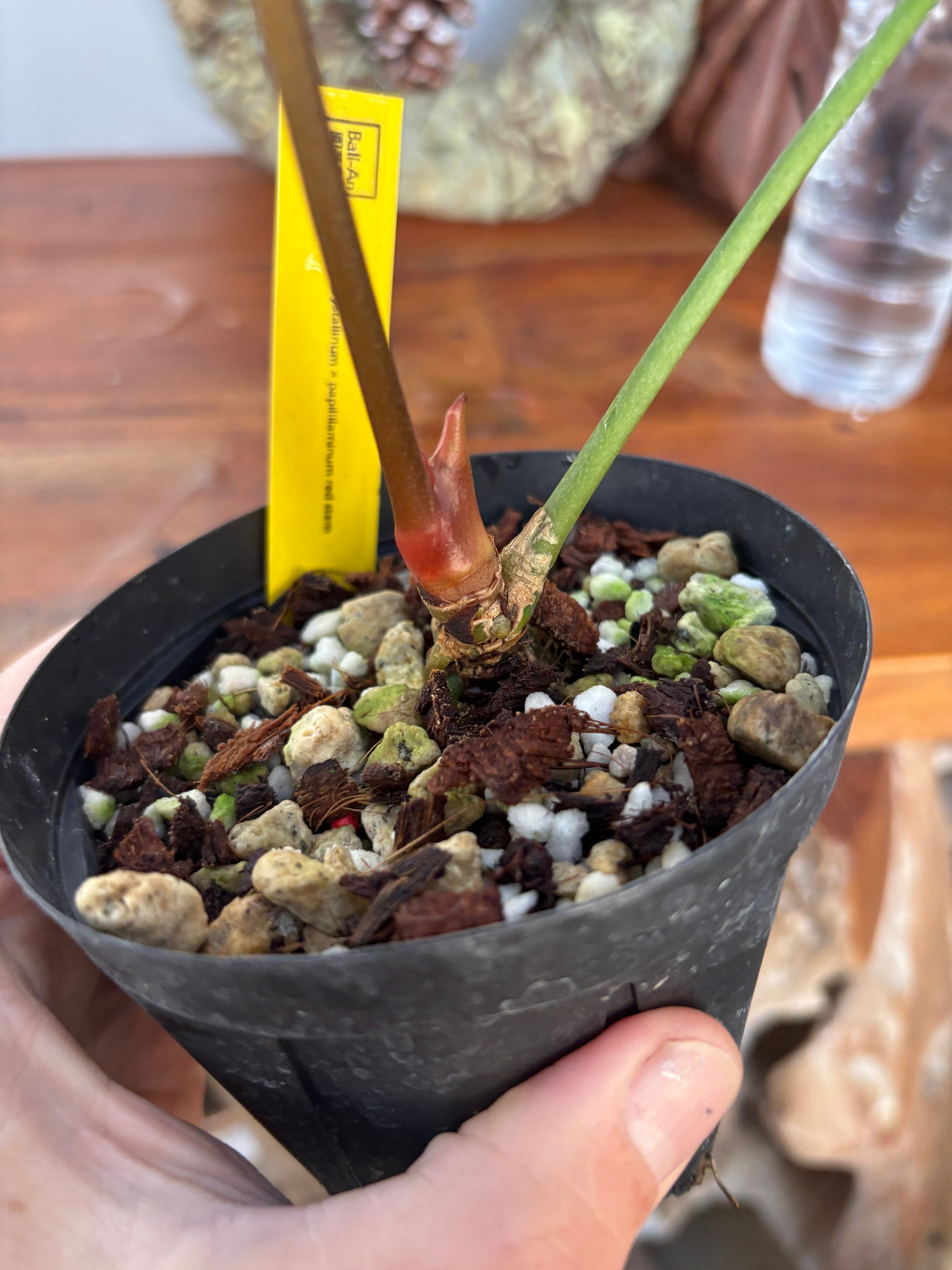 アンスリウム クリスタリナム×パピリラミナム レッドステム | BA PLants