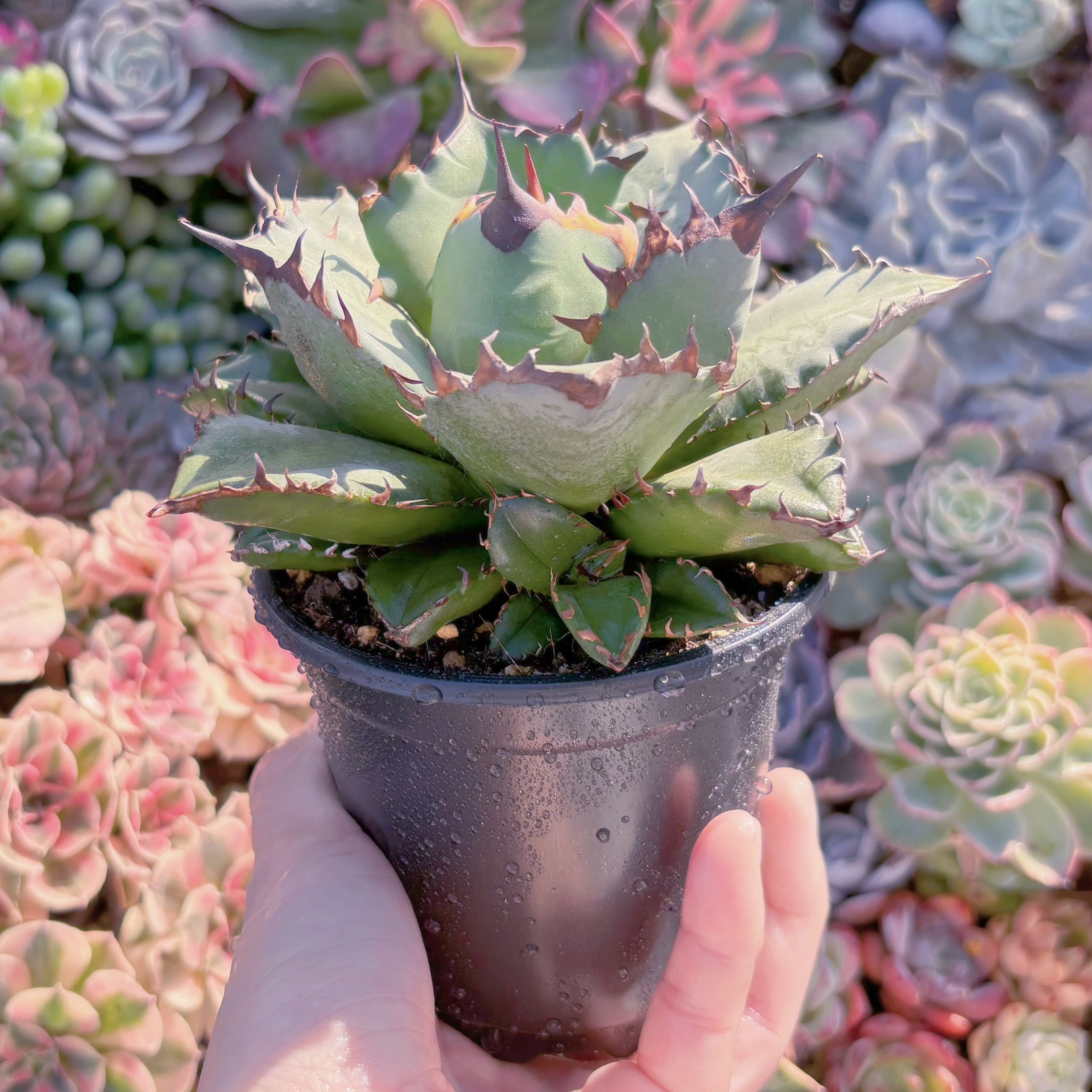 現品　アガベ　姫仁王冠#016　新入荷　るる農園