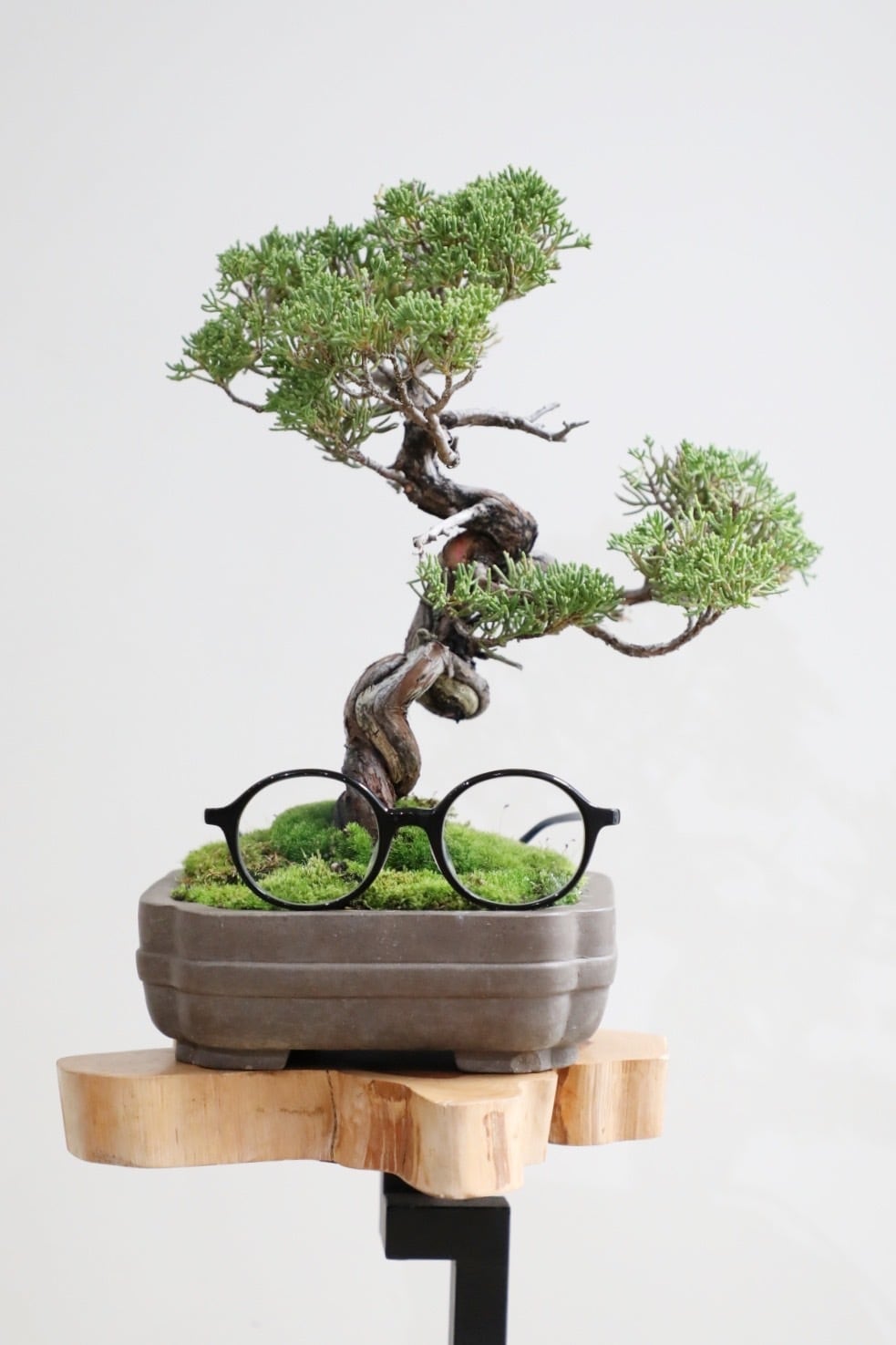 黒松 盆栽/Japanese black pine bonsai ※陶器鉢付き | 【厳選植物・器