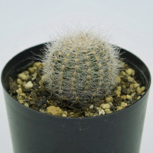 たまちゃんず農園 サボテン 白麗丸