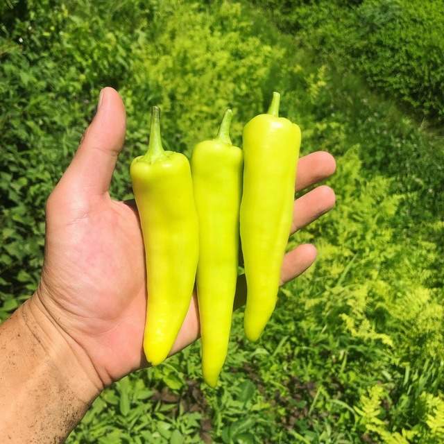 季節の野菜セット(S)