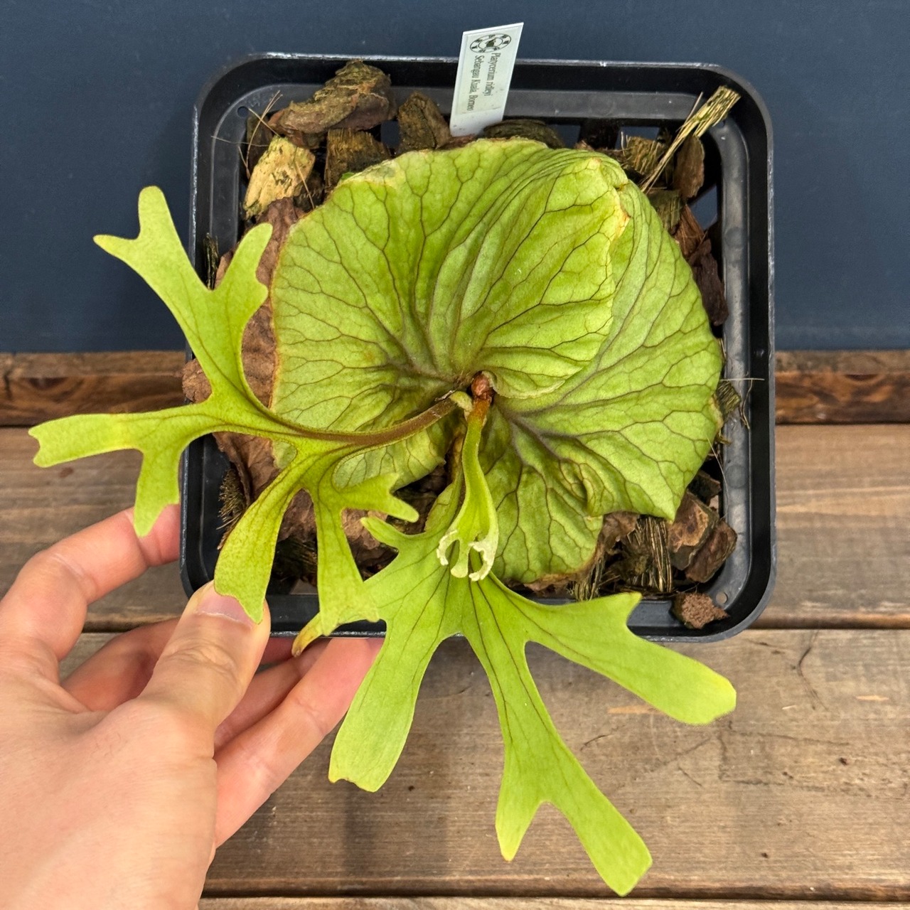 【伊藤蟻】ビカクシダ　リドレイ優良実生　P.ridleyi Sebangau Kuala, Borneo【329】