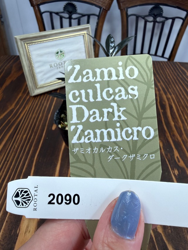 ★2090 ザミオクルカス　ダークザミクロ（3号ポット）
