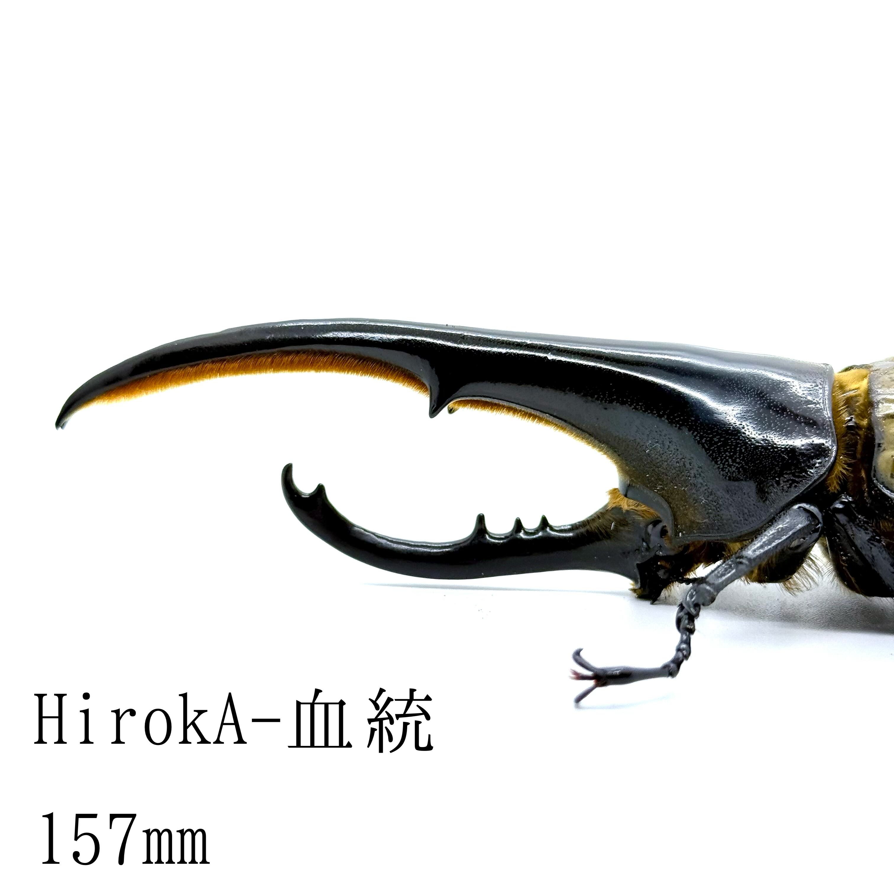 157㎜ / 成虫 / オス / ヘラクレスオオカブト