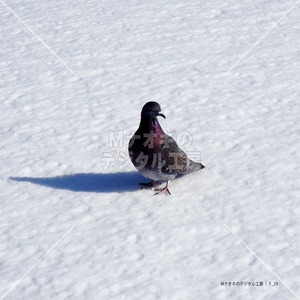 冬の鳩 2　 winter dove 2