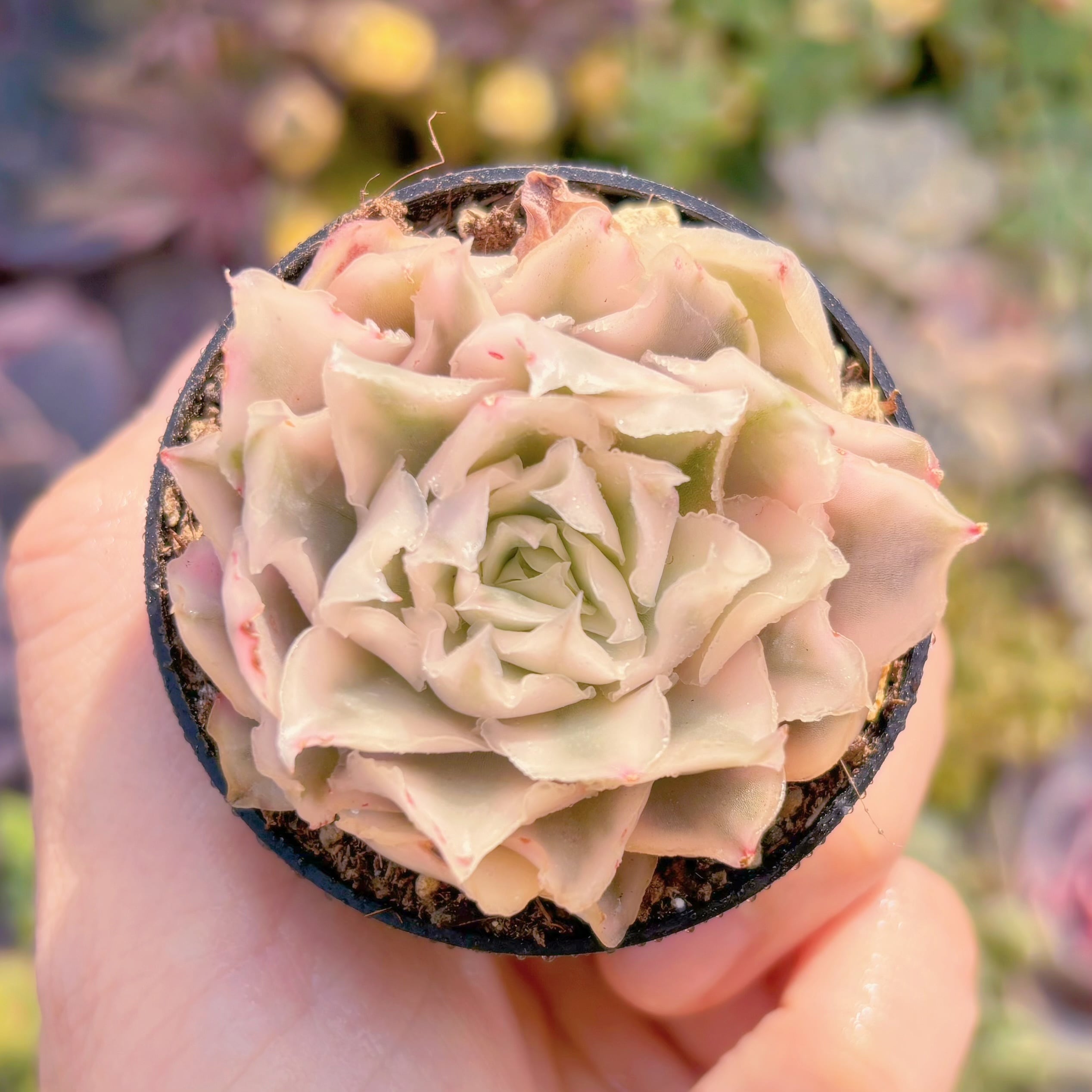 現品　パープルバタフライ錦#036　るる農園