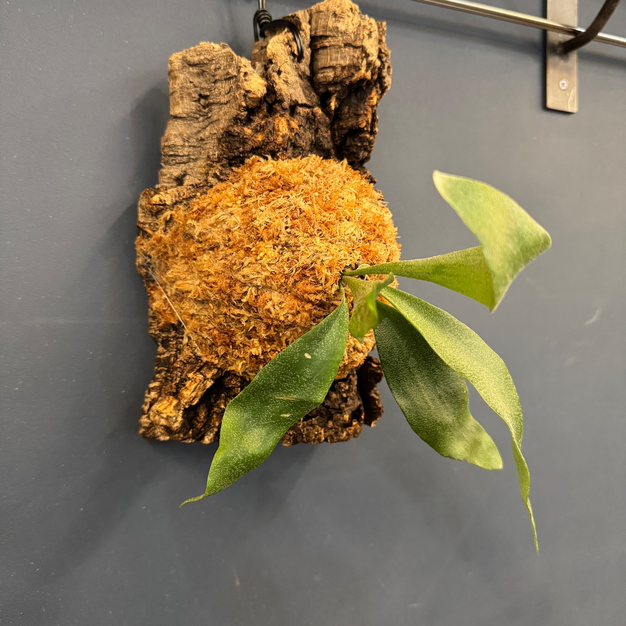 ビカクシダ Pegasus 板付け (コルク)【899】