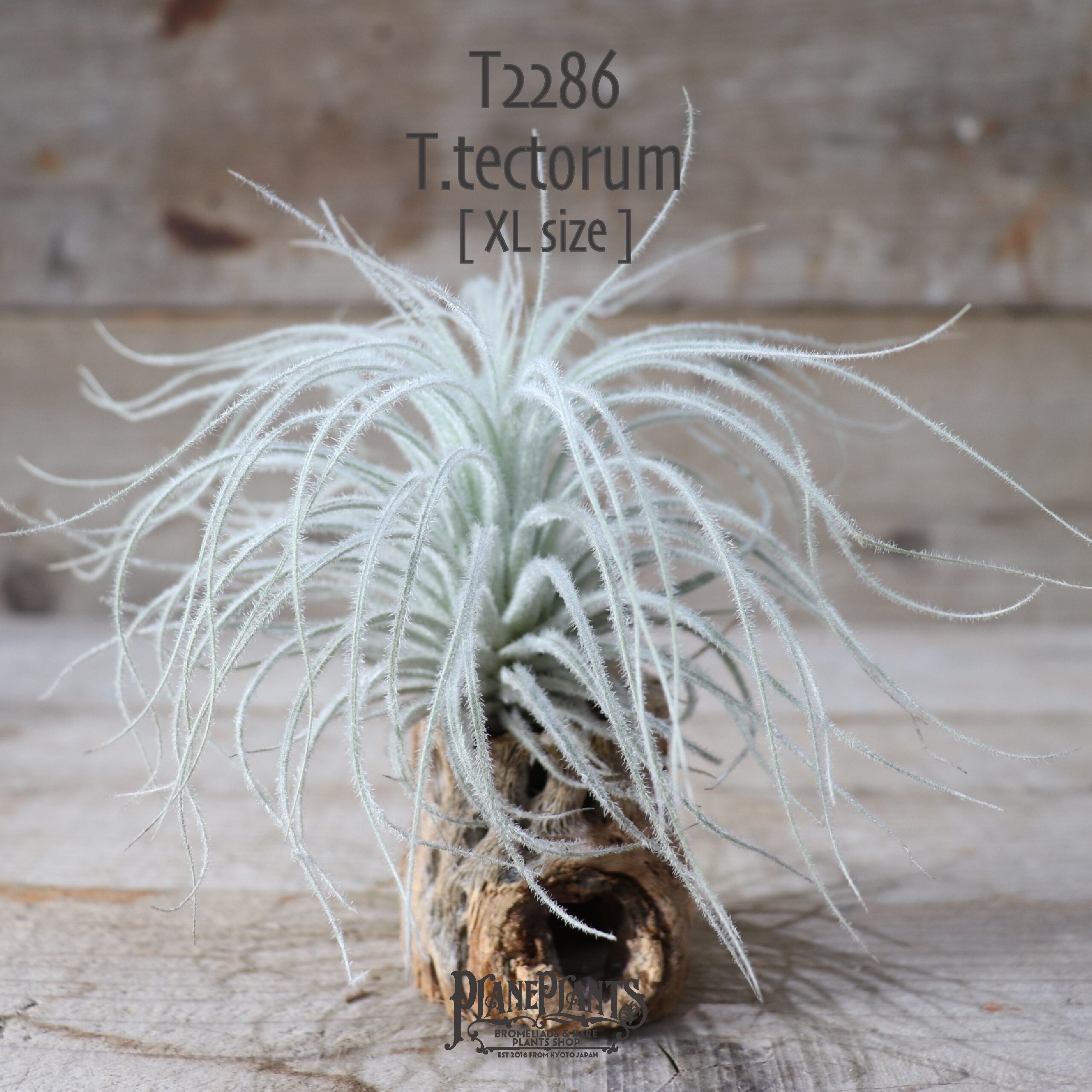 【送料無料】テクトラム XL〔エアプランツ〕現品発送T2286